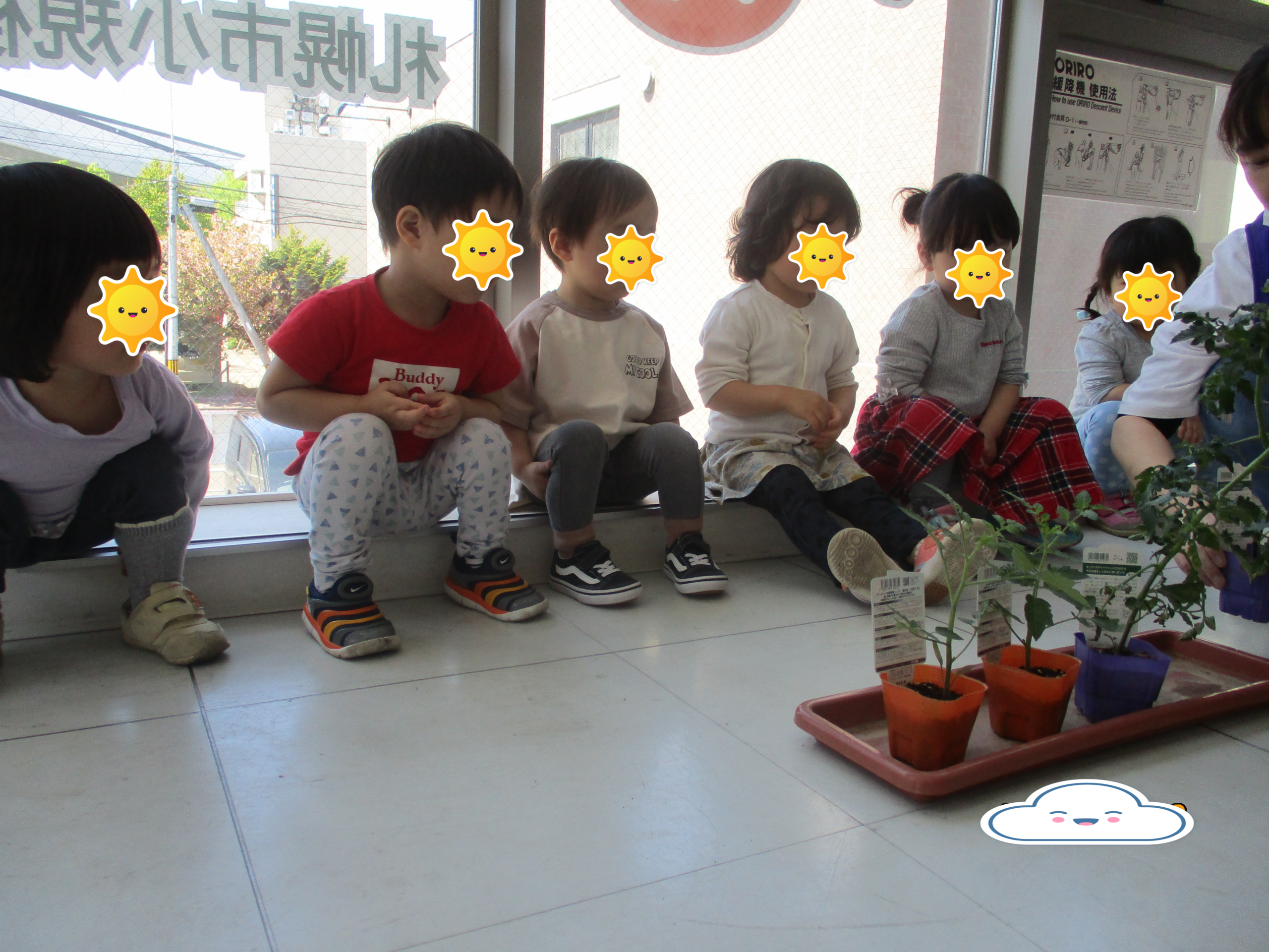 新川園　トマトを植えたよ🍅