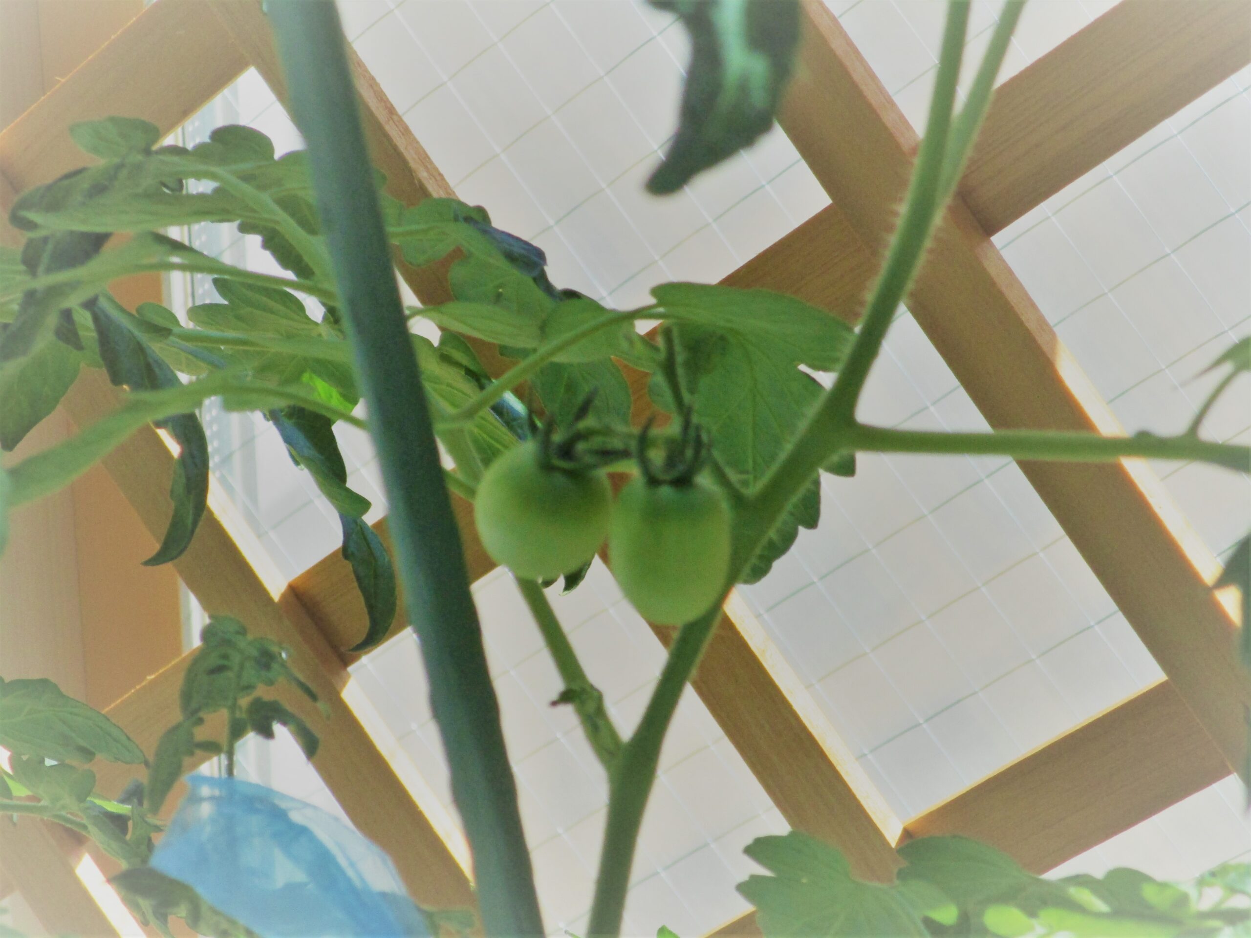 新川園　トマトも実がついてきた、６月ある日の室内あそび