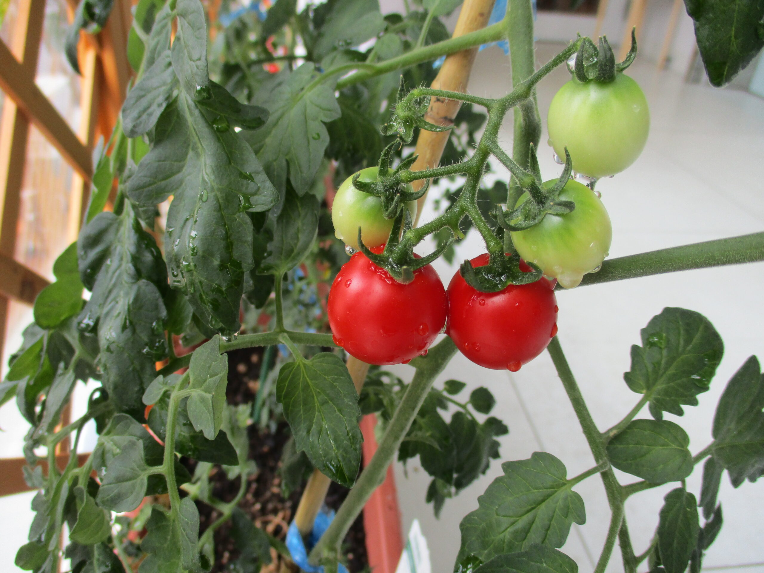新川園　トマトが赤くなったよ🍅