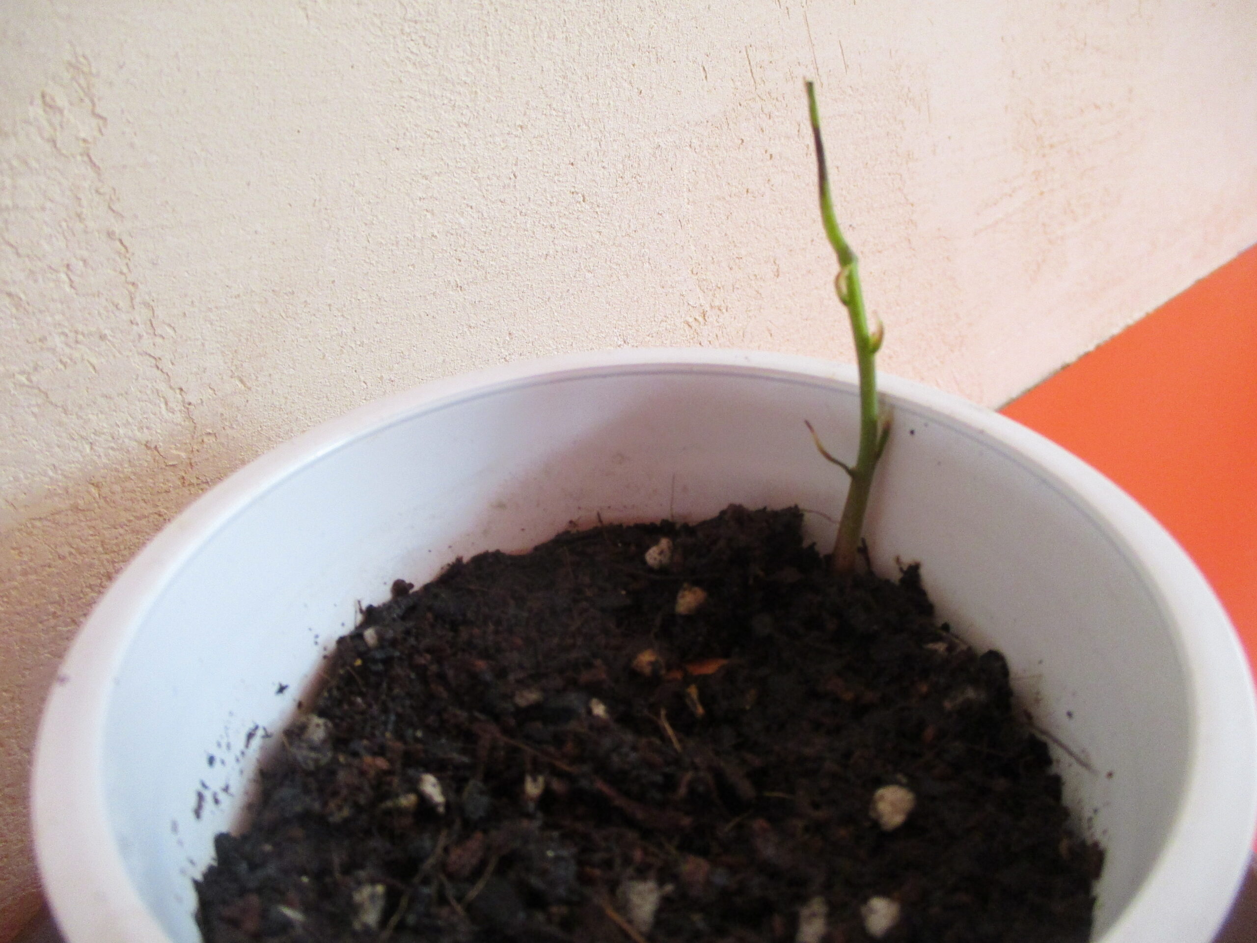 藤野園　こ、これは…😲