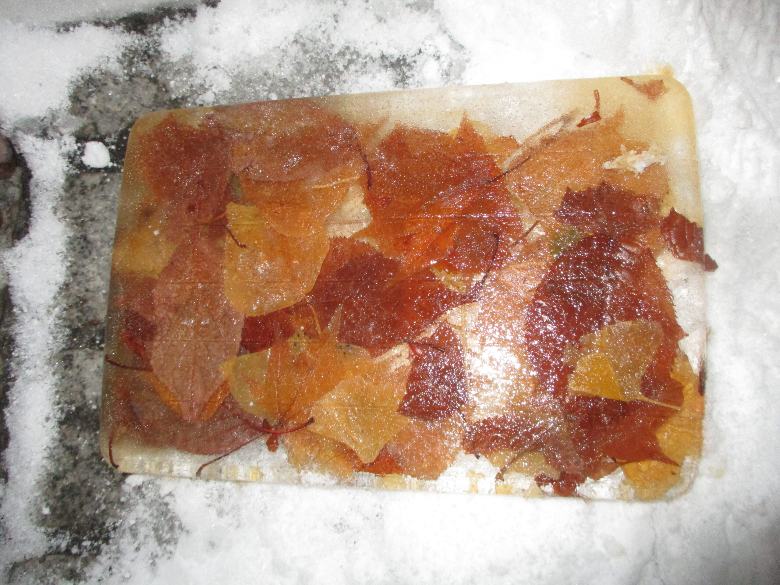 藤野園　葉っぱの氷　完成✨