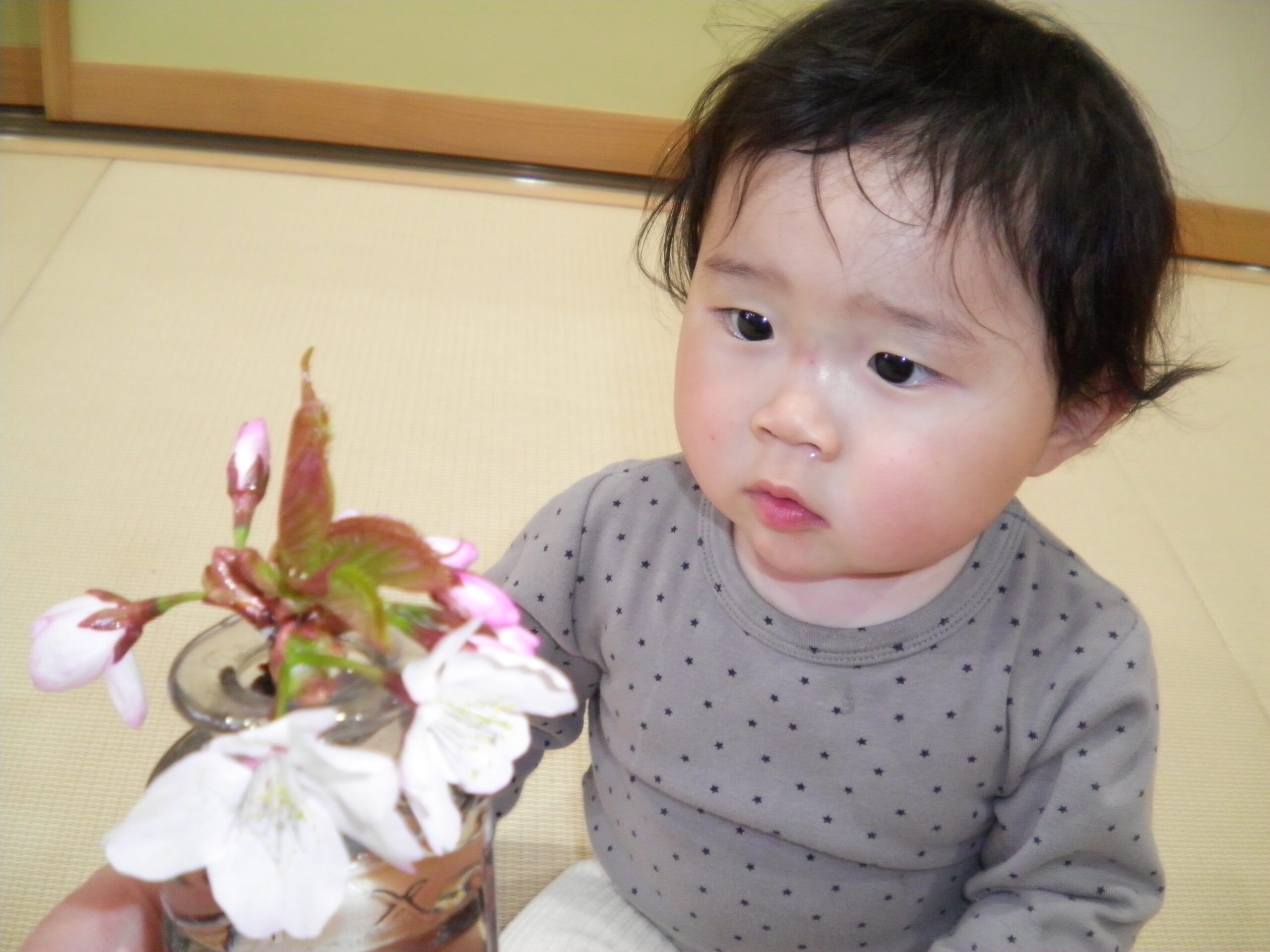 南の沢保育園　桜のおみやげ🌸ありがとう！！