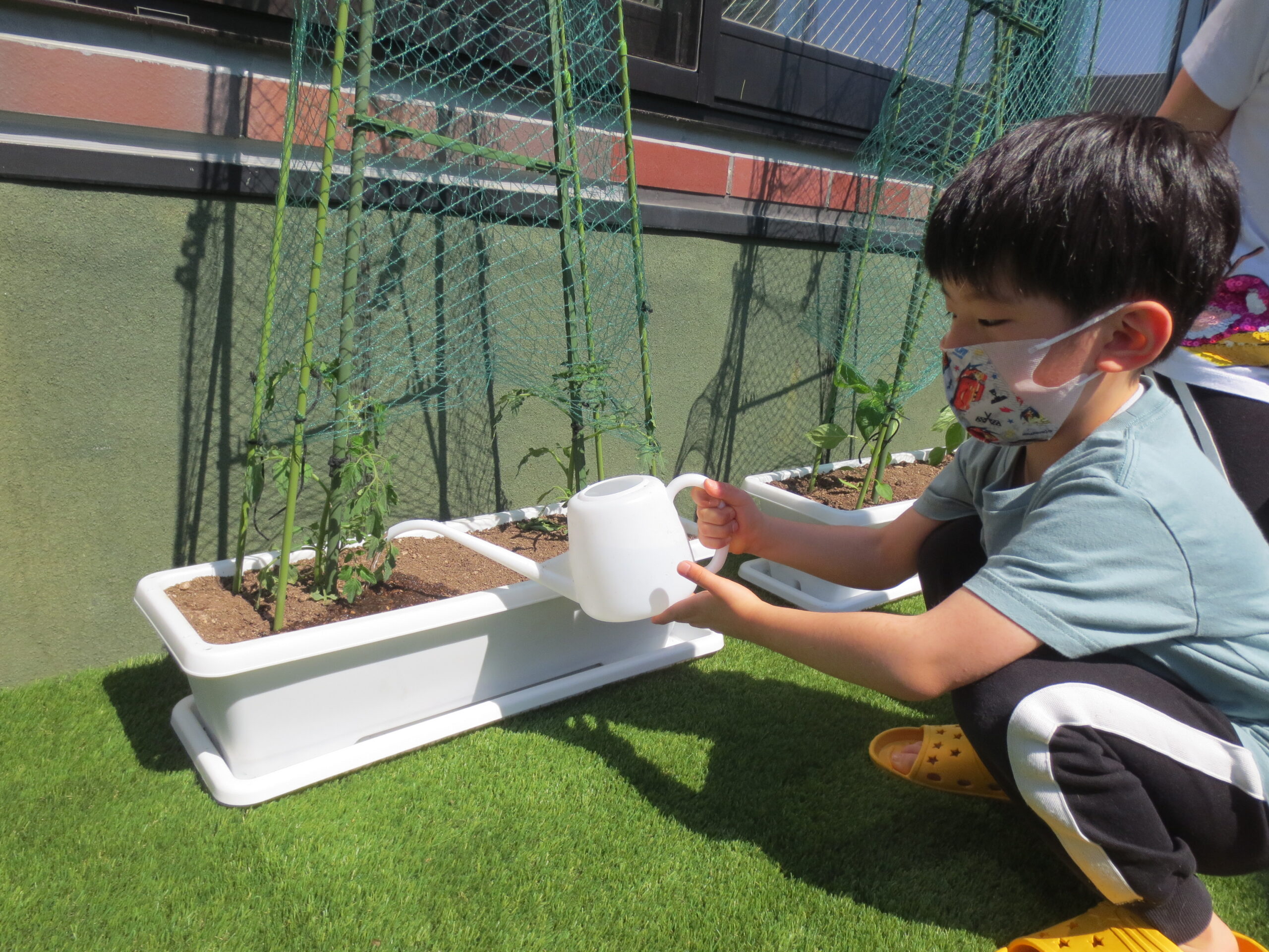 南の沢保育園　野菜の成長を見守る子どもたち！