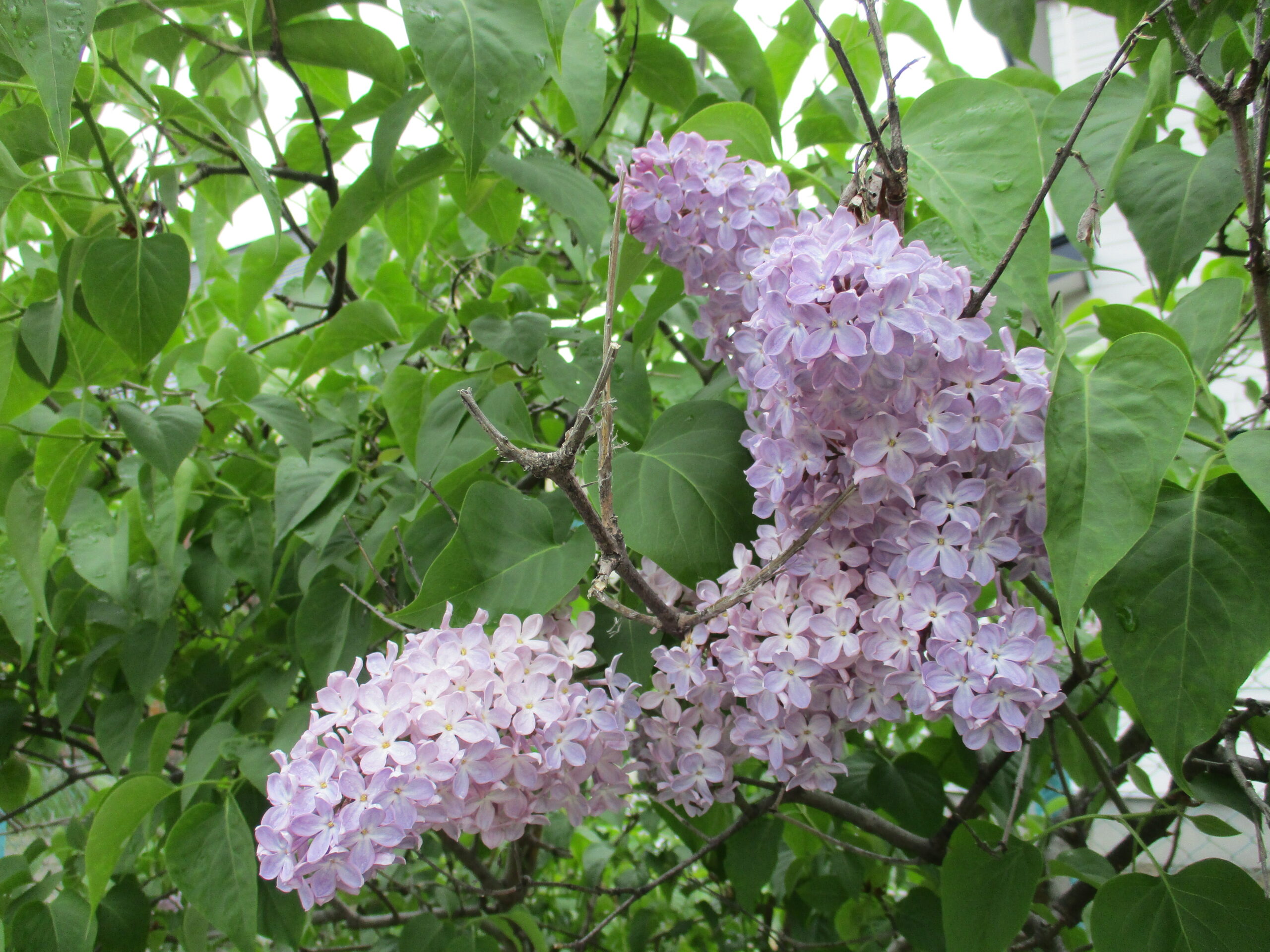 新川園　くるみ組春の遠足😊