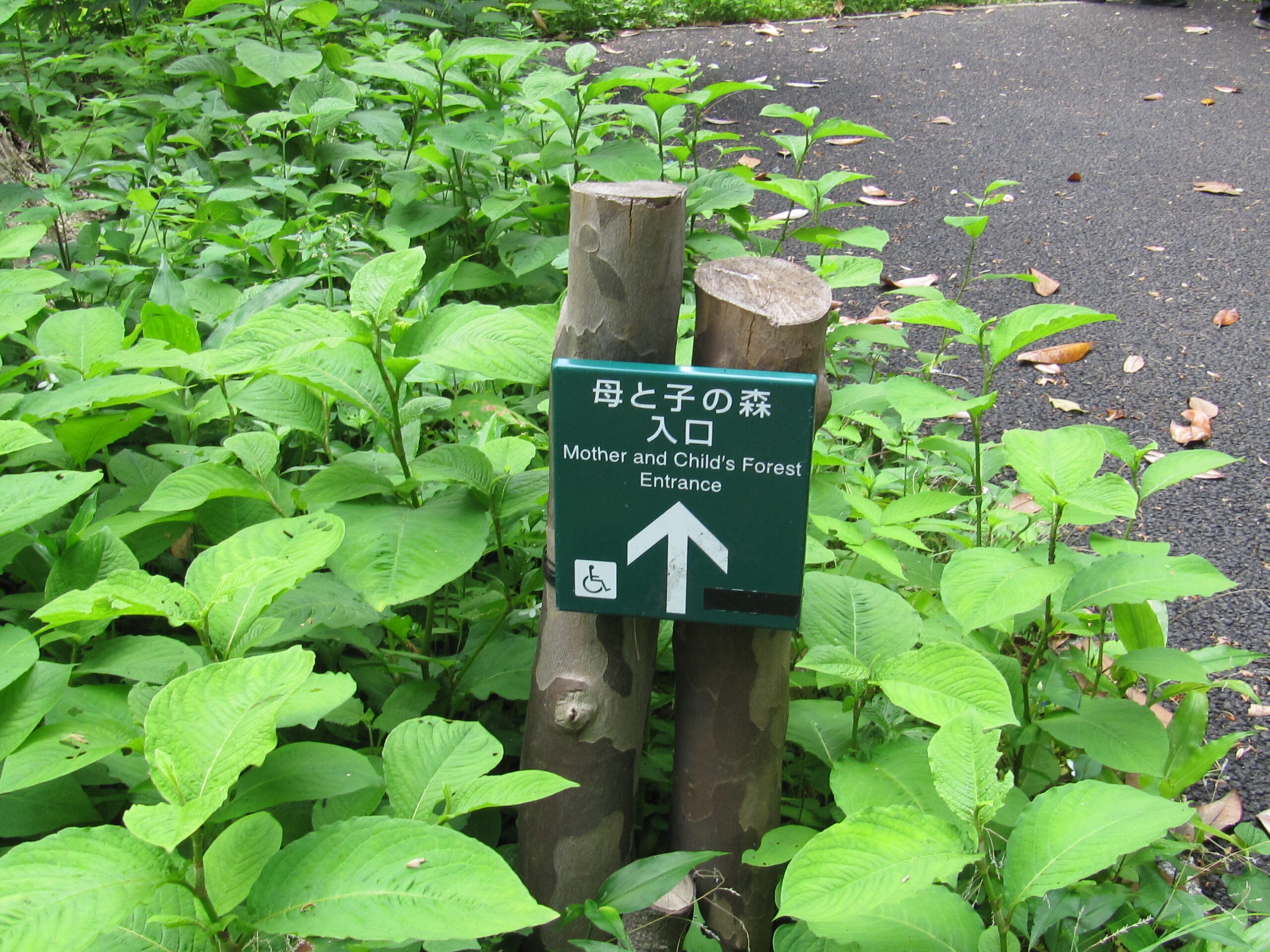 東京おもちゃ美術館で『保育ナチュラリスト養成講座』を学んで来ました😊