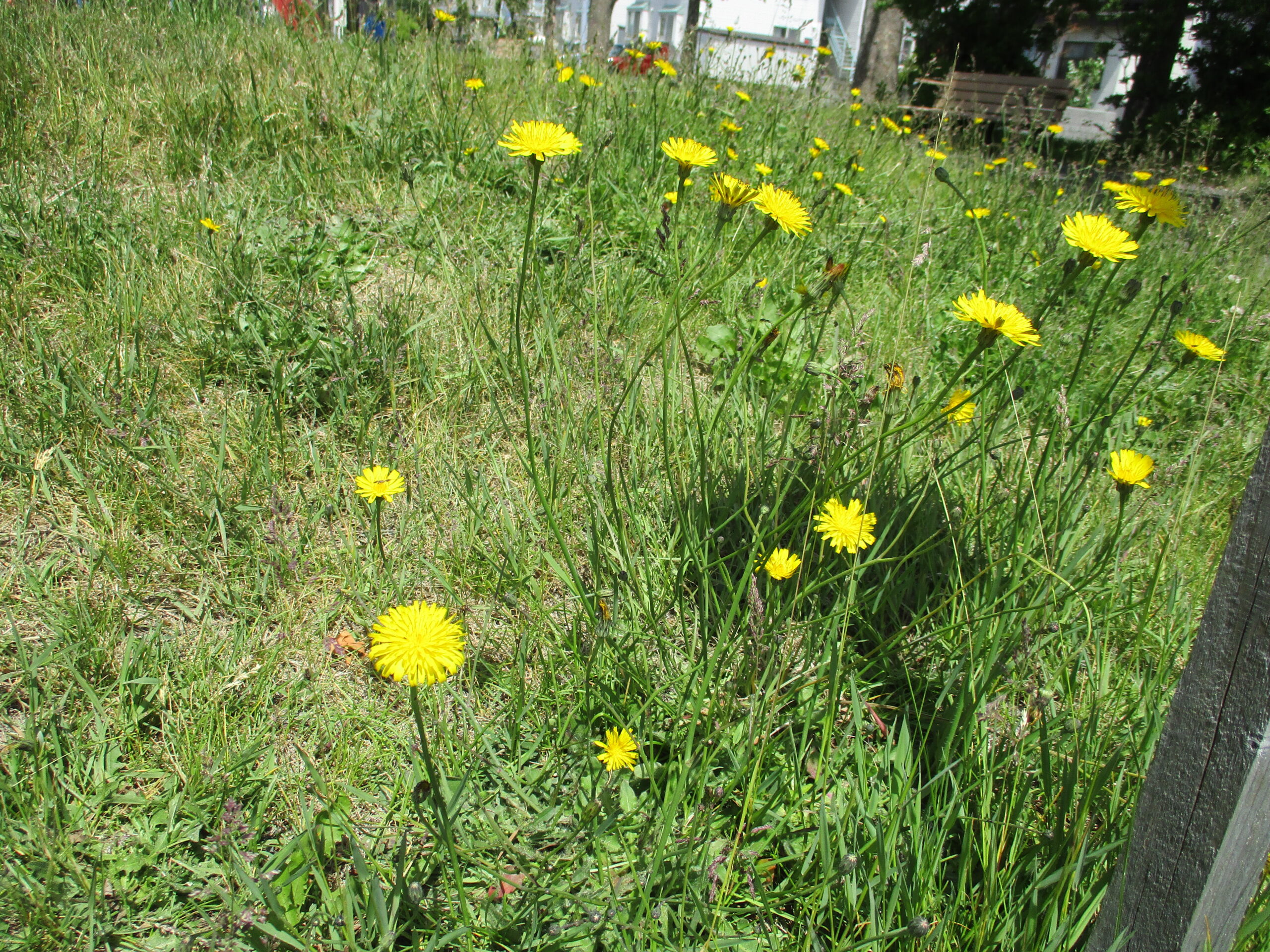 新川園　タンポポで作ったもの・・？