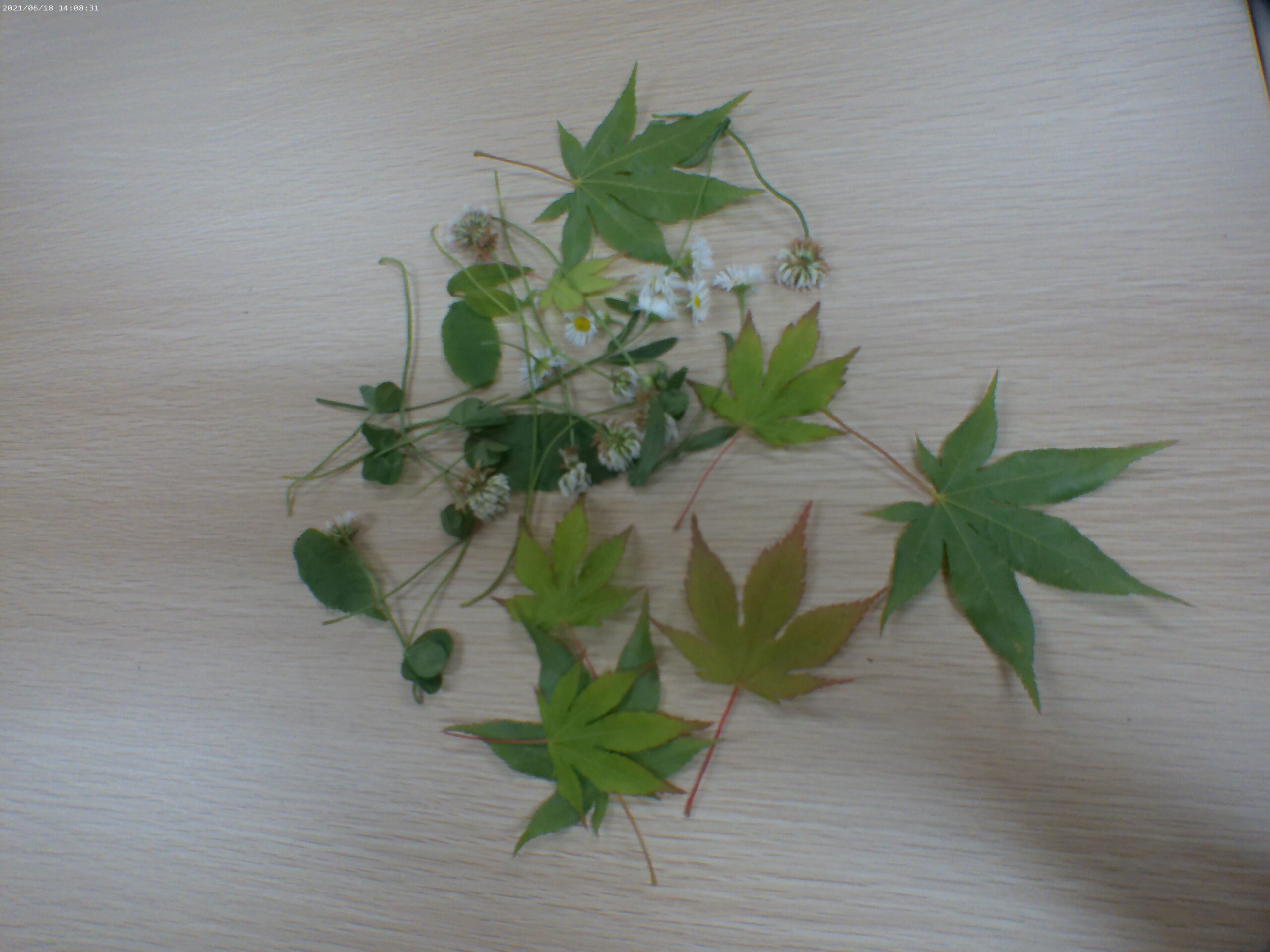 宮の森保育園　葉っぱを集めて・・・