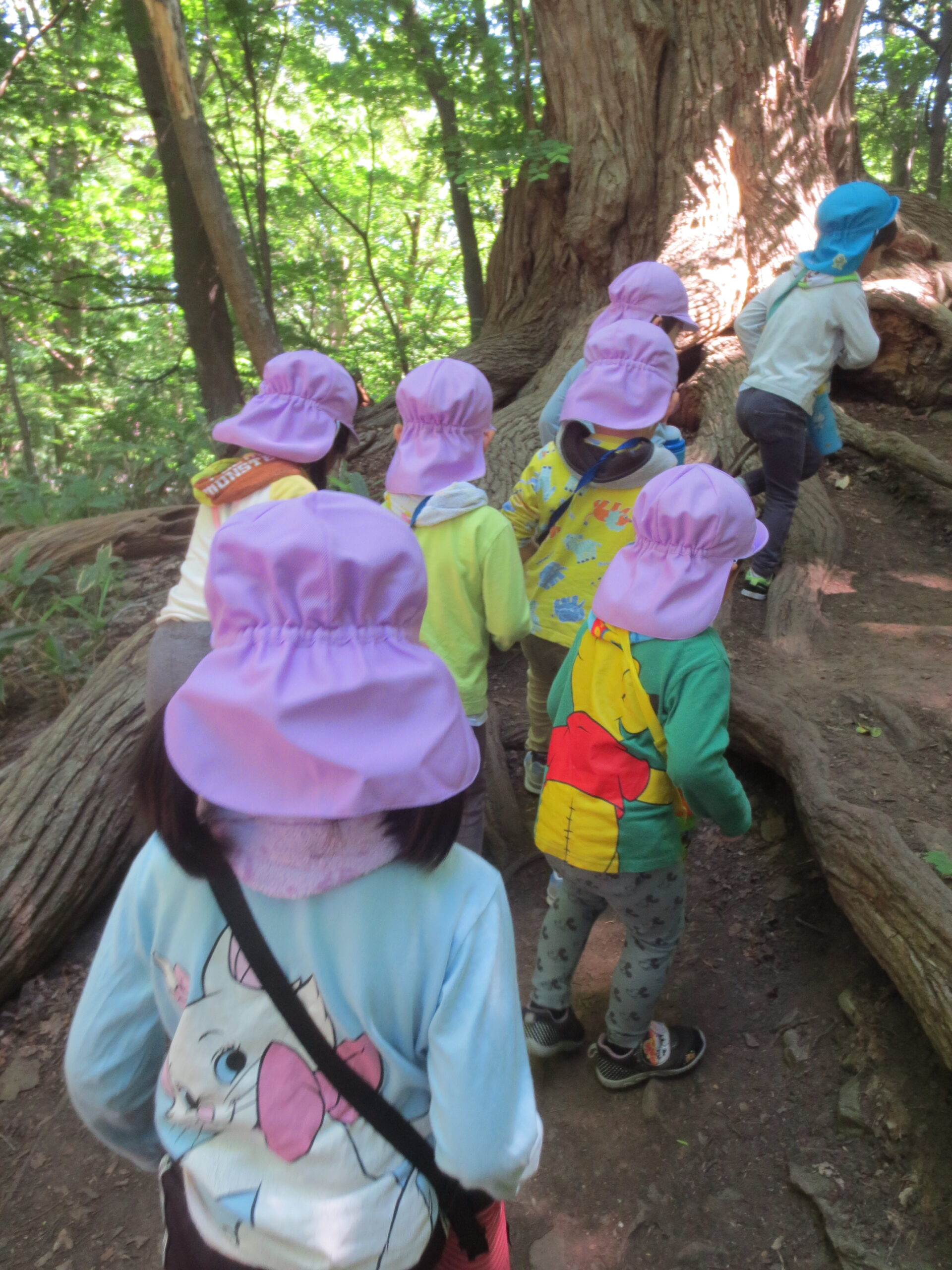 南の沢園　登山遠足