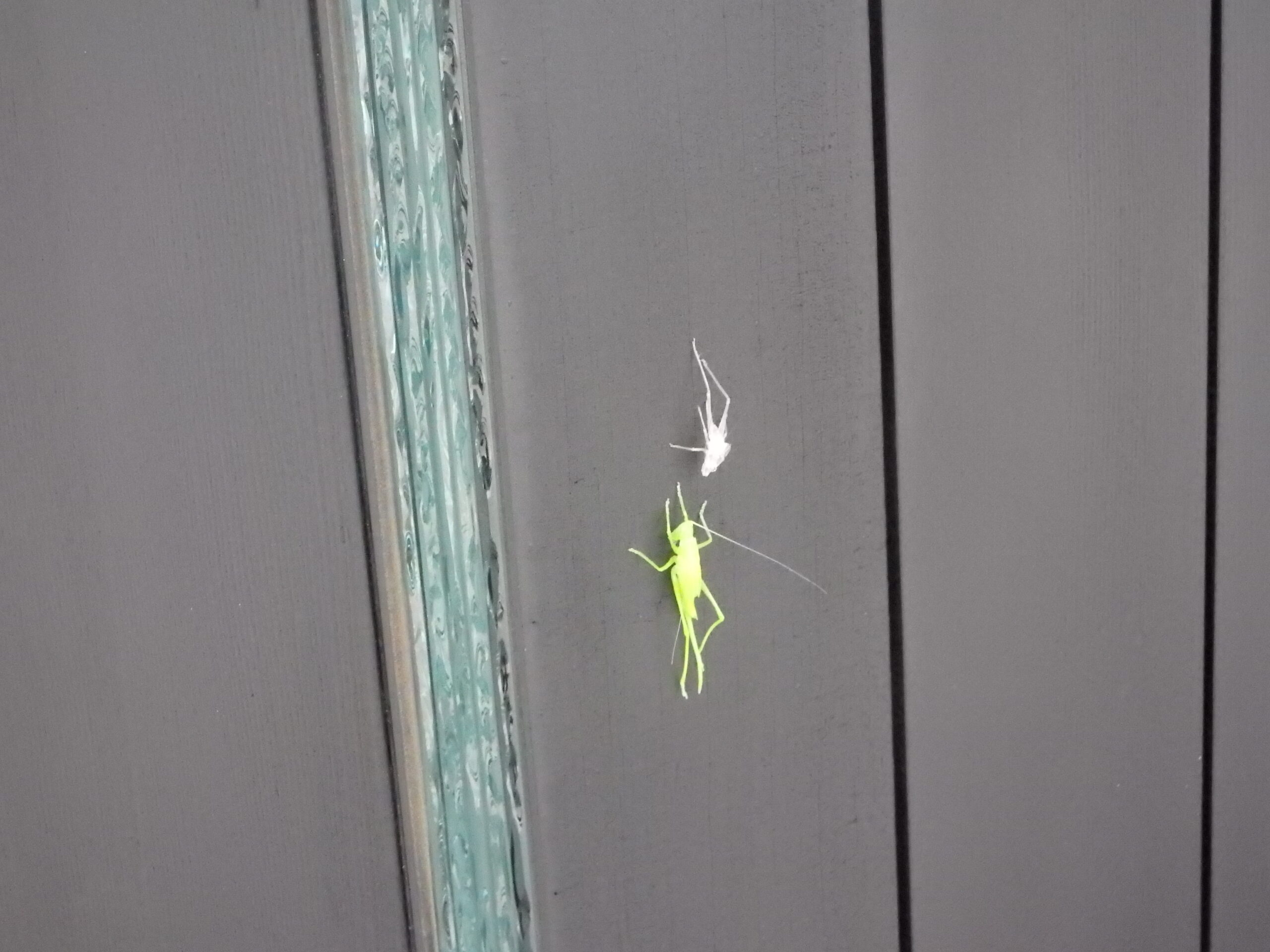 宮の森保育園　自然の恵み