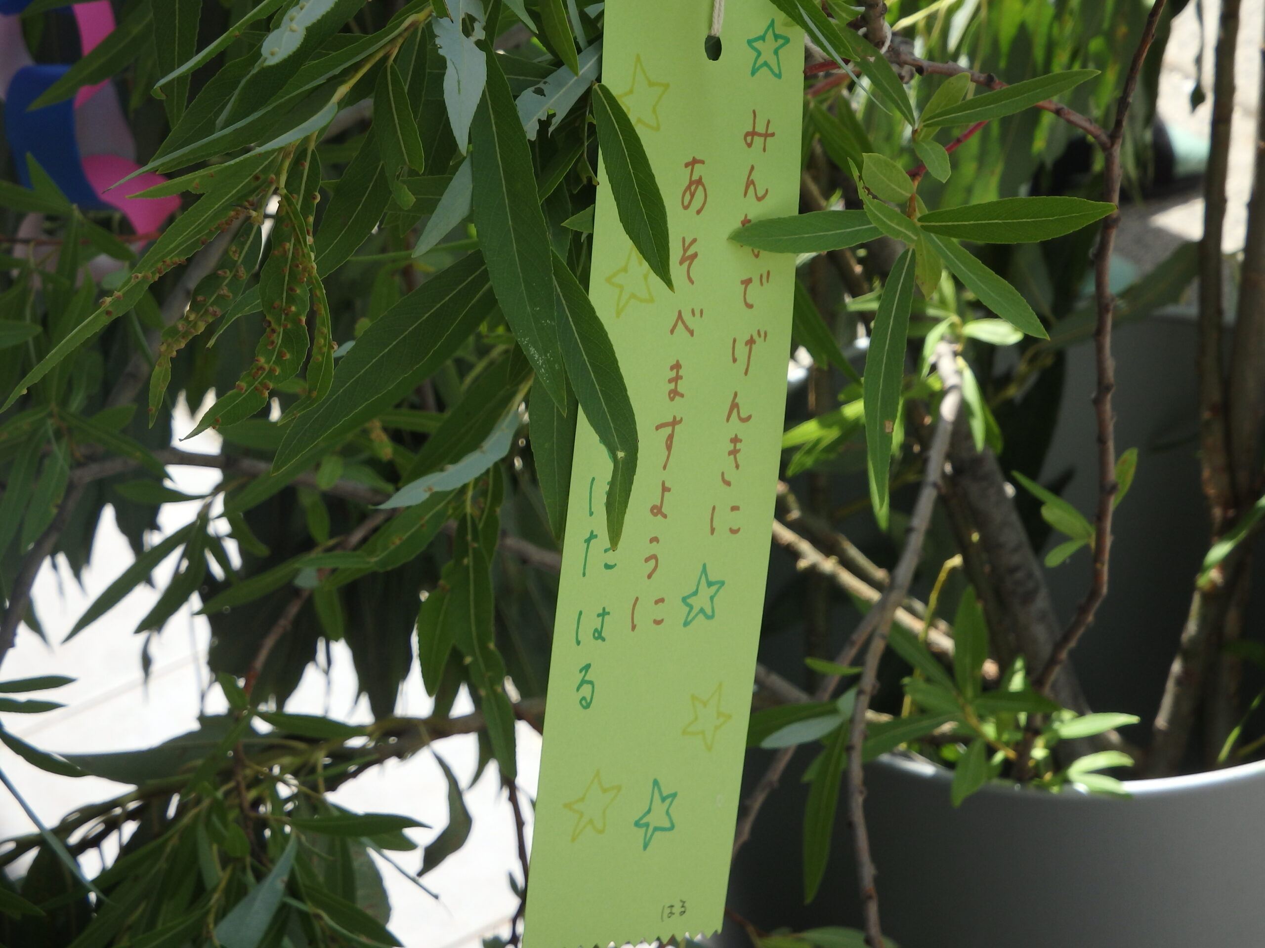 宮の森保育園　ささのはさ～らさら～🎵