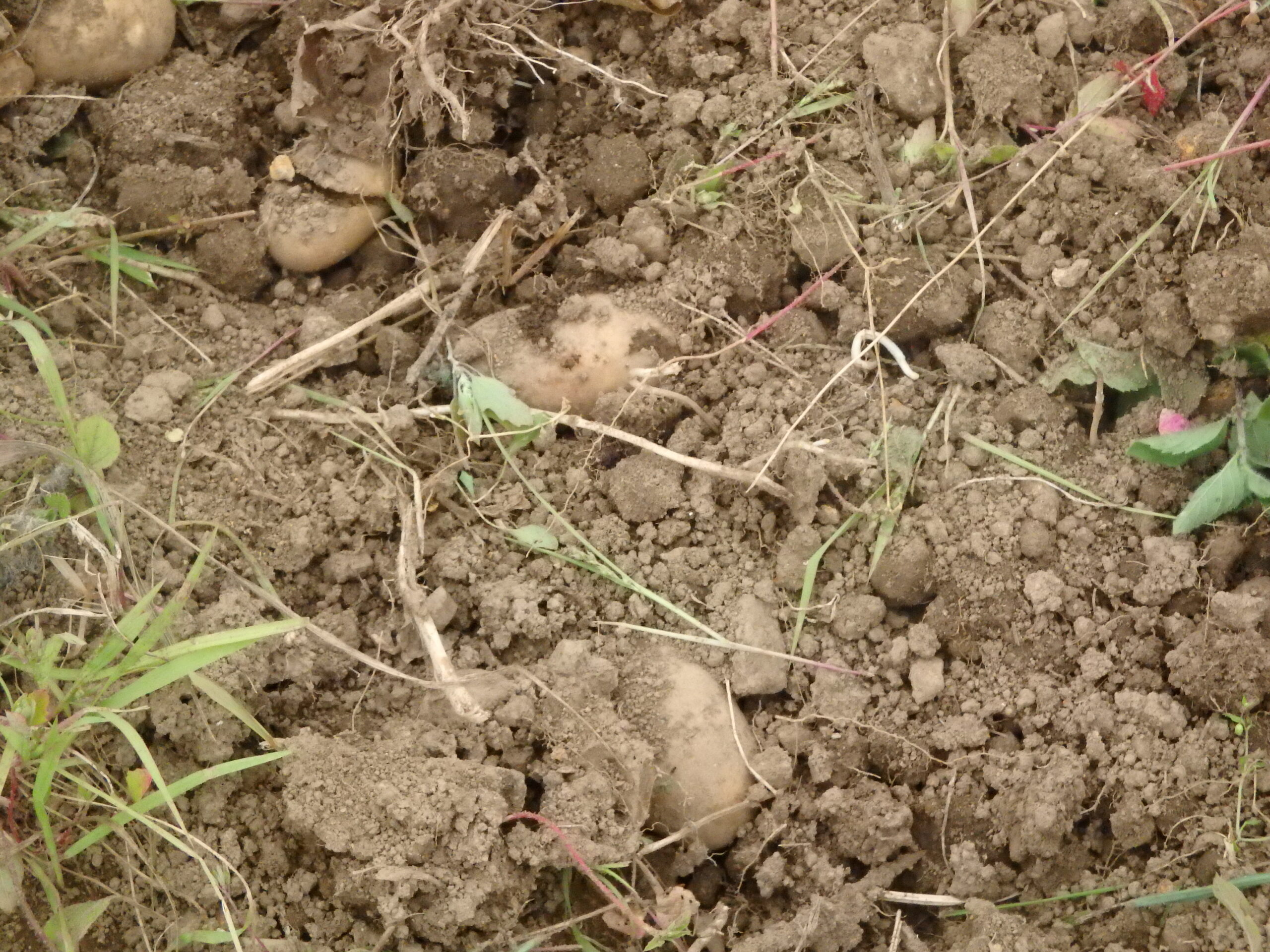 宮の森保育園　ほったど～！！