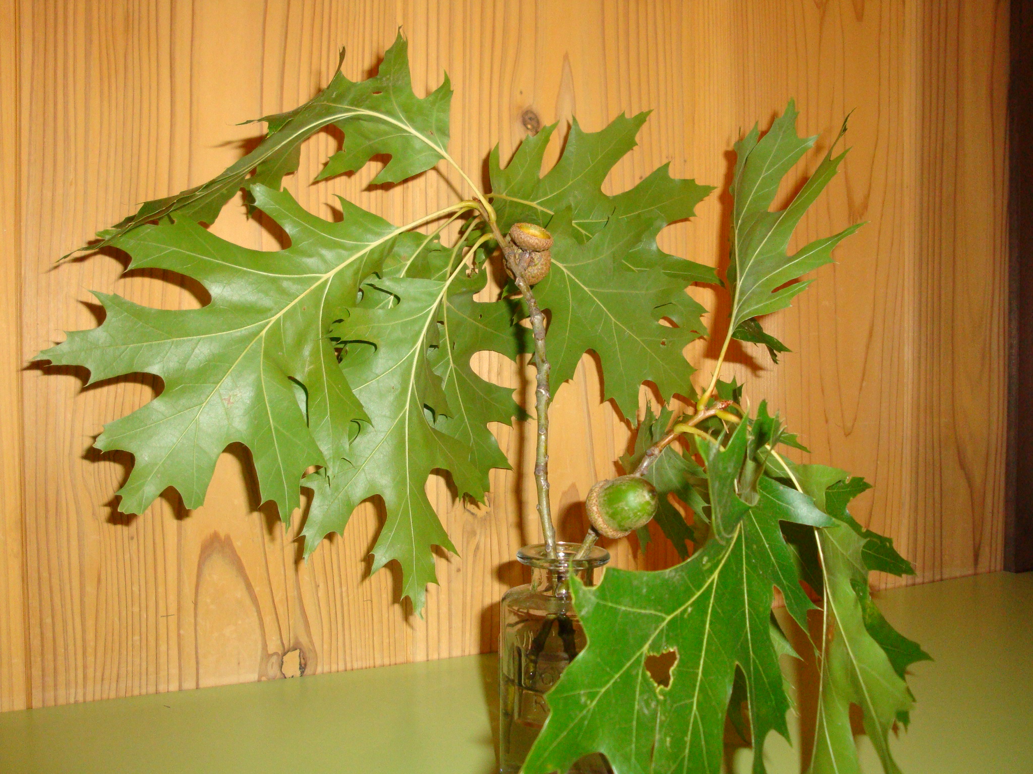 南の沢保育園　台風の後の贈り物・・・☆