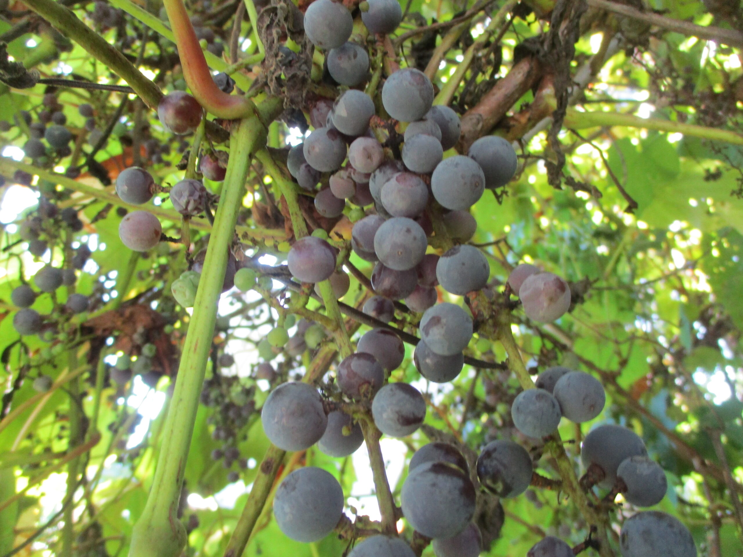 藤野園　どんぐり組第４弾