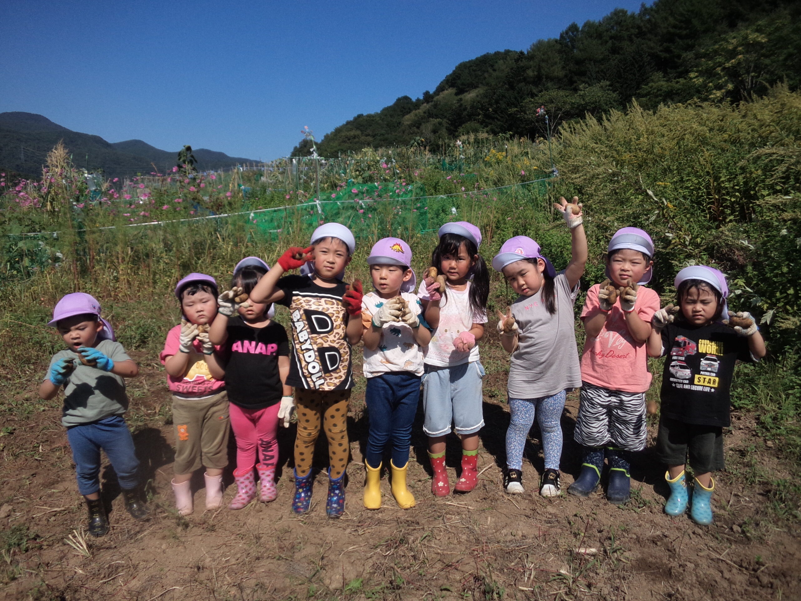 南の沢園　じゃがいも収穫！