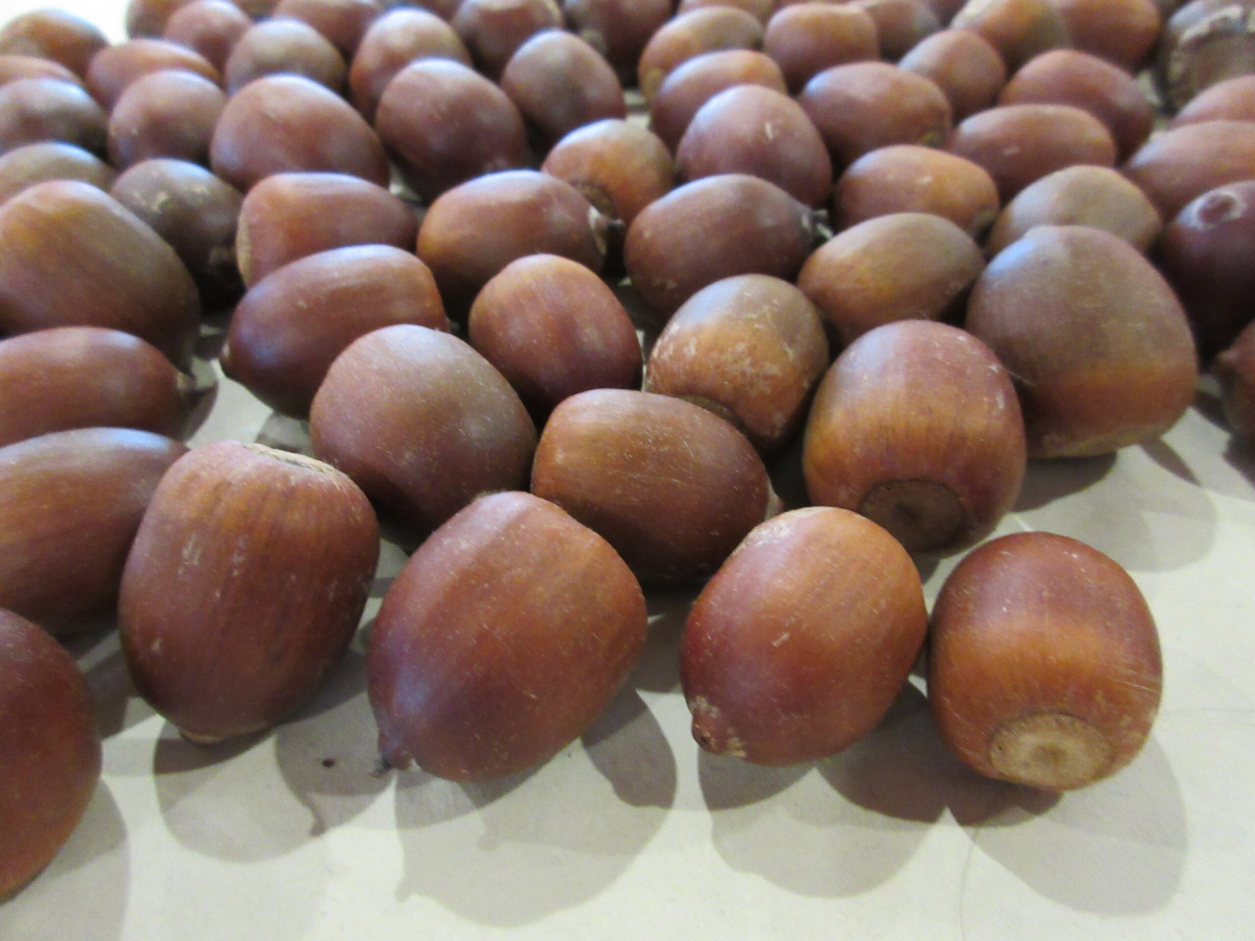 南の沢園　おおきくなーれ！🌱