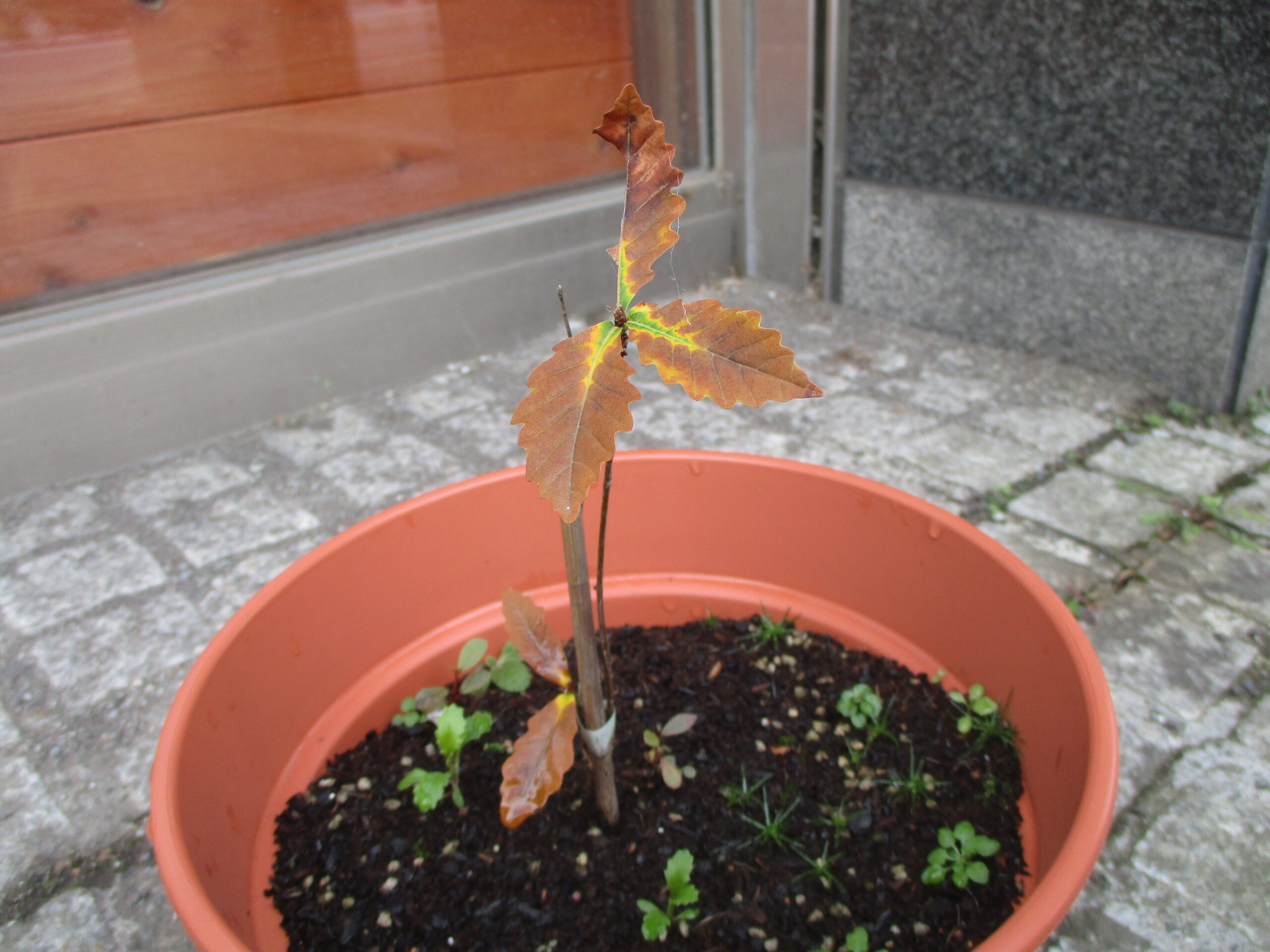 【藤野園】こちらも成長中