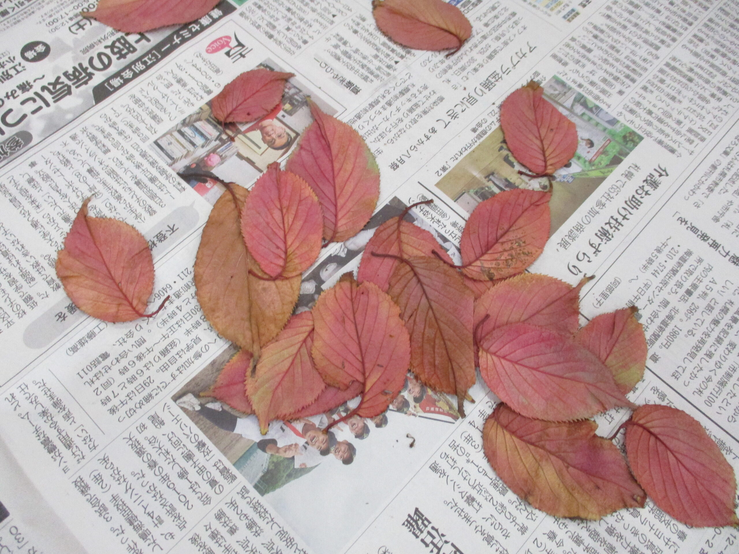 新川園　落ち葉を使って・・🍂