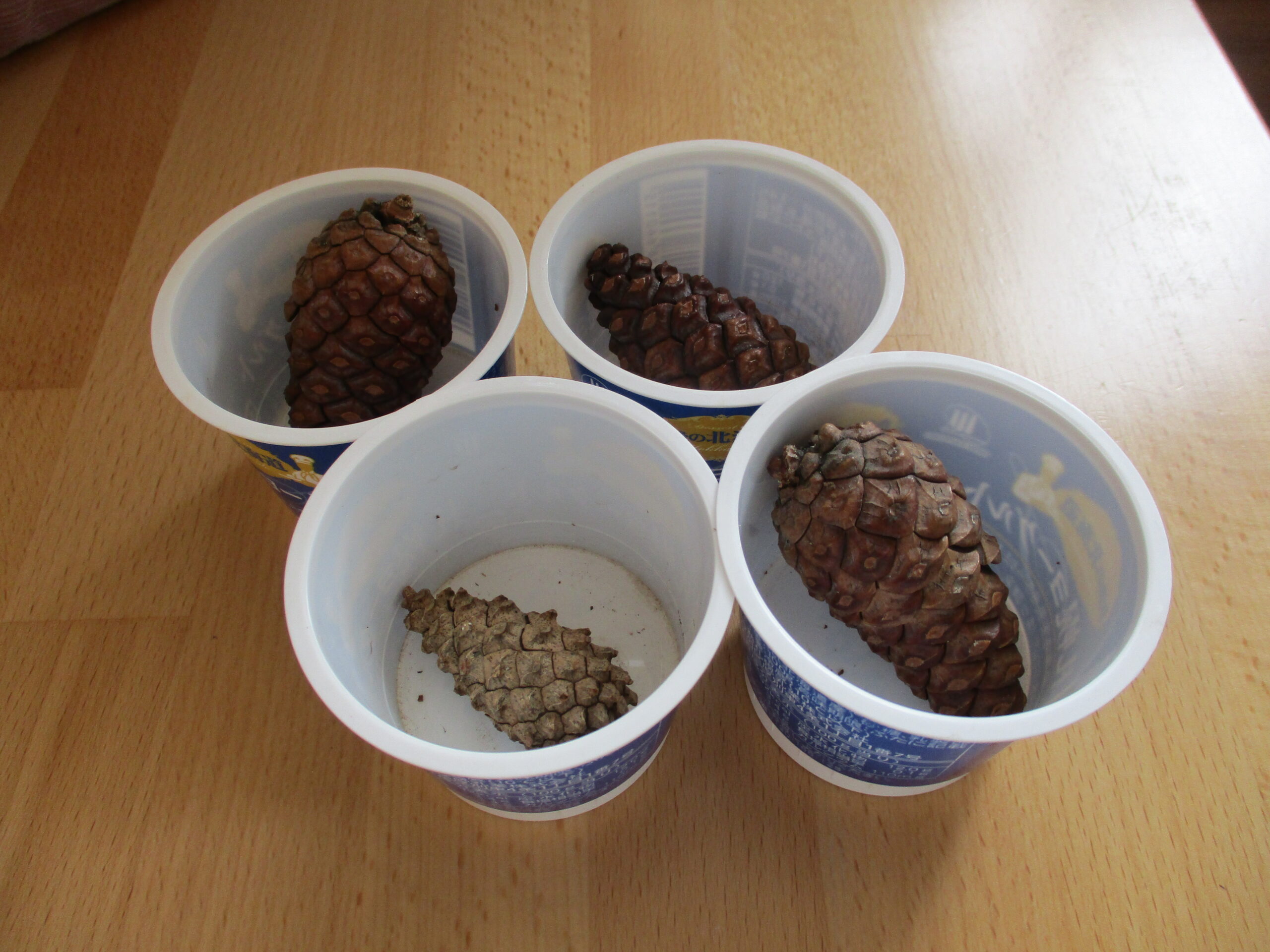 新川園　松ぼっくりでなにできる❓