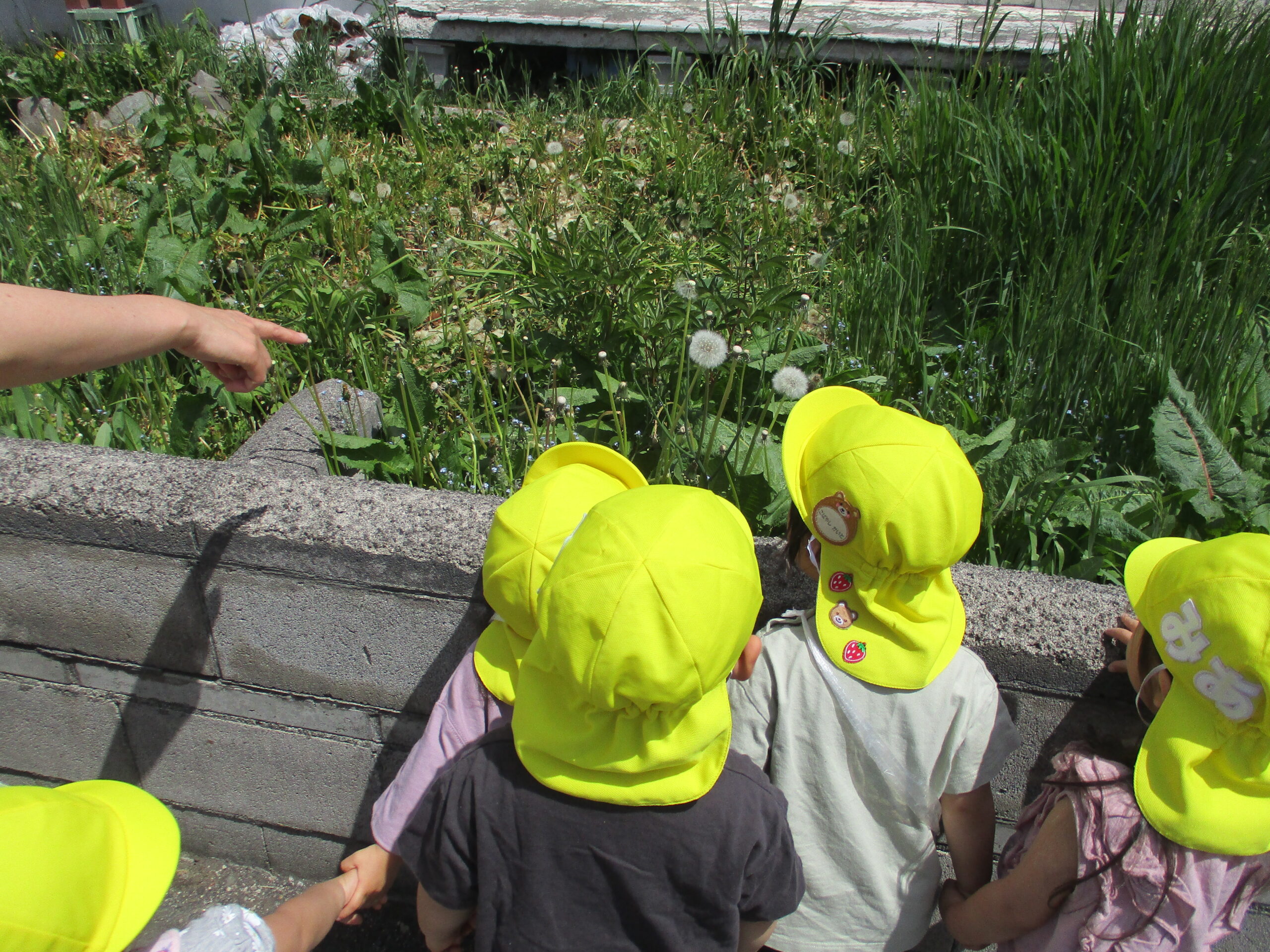 新川園　🌷お花見遠足🌷