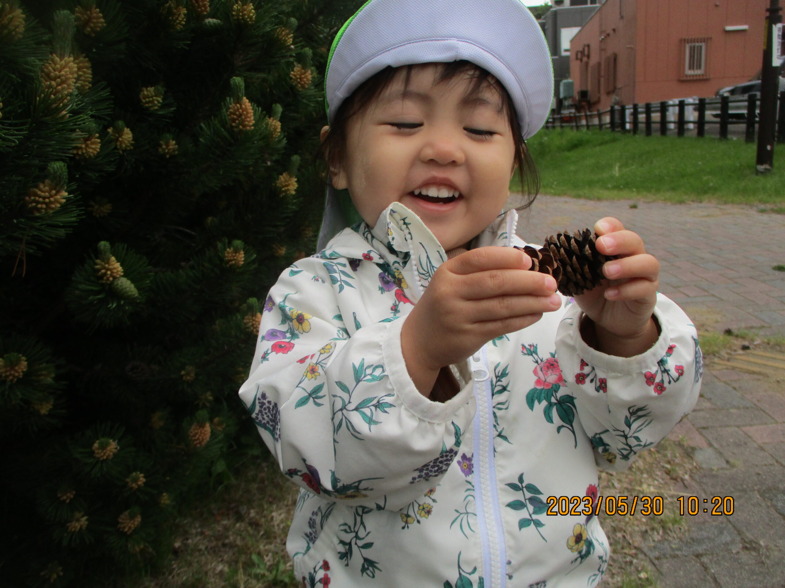 藤野園　松ぼっくり拾ったよ♪