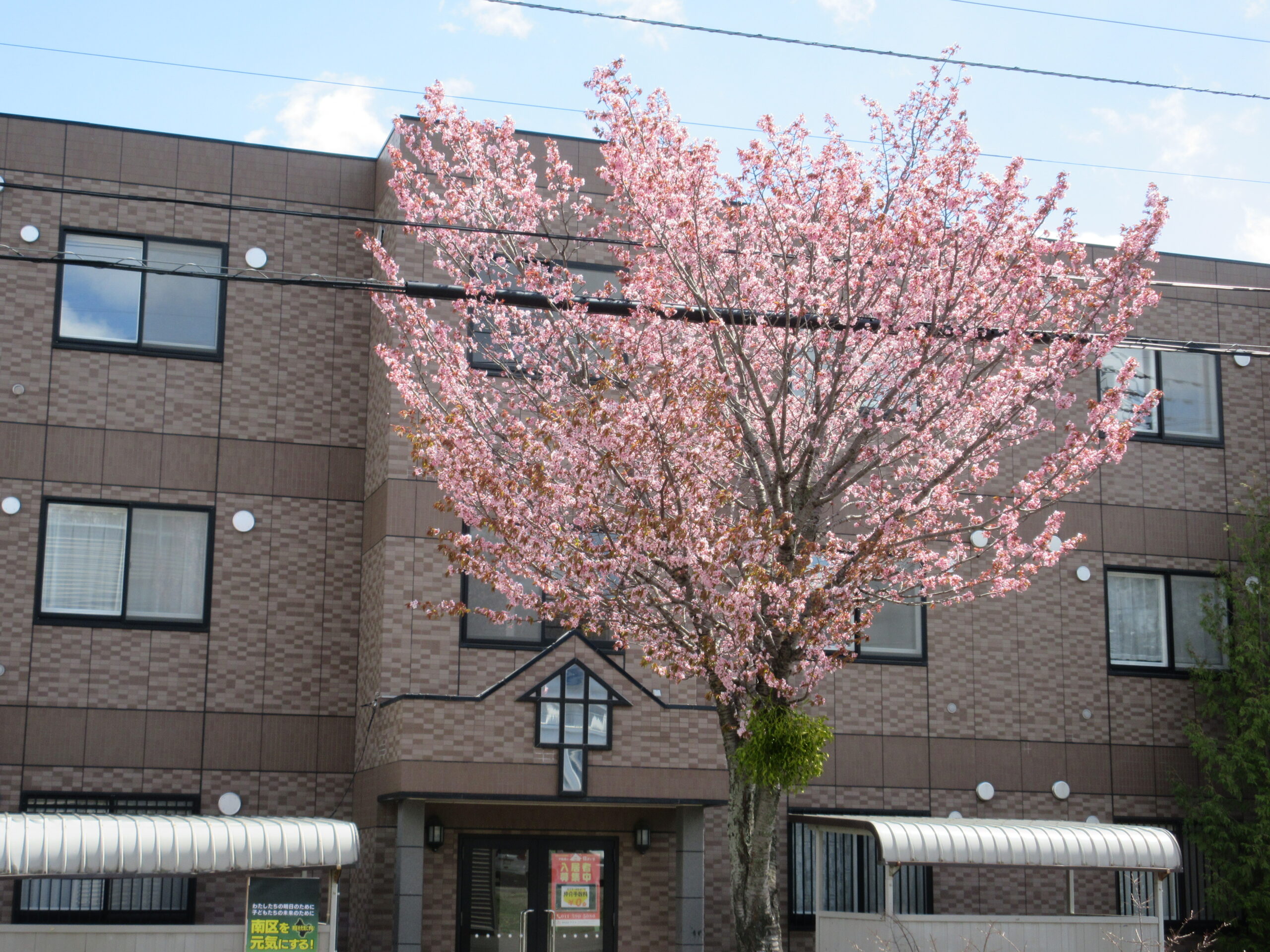 南の沢園　🌸春🌸