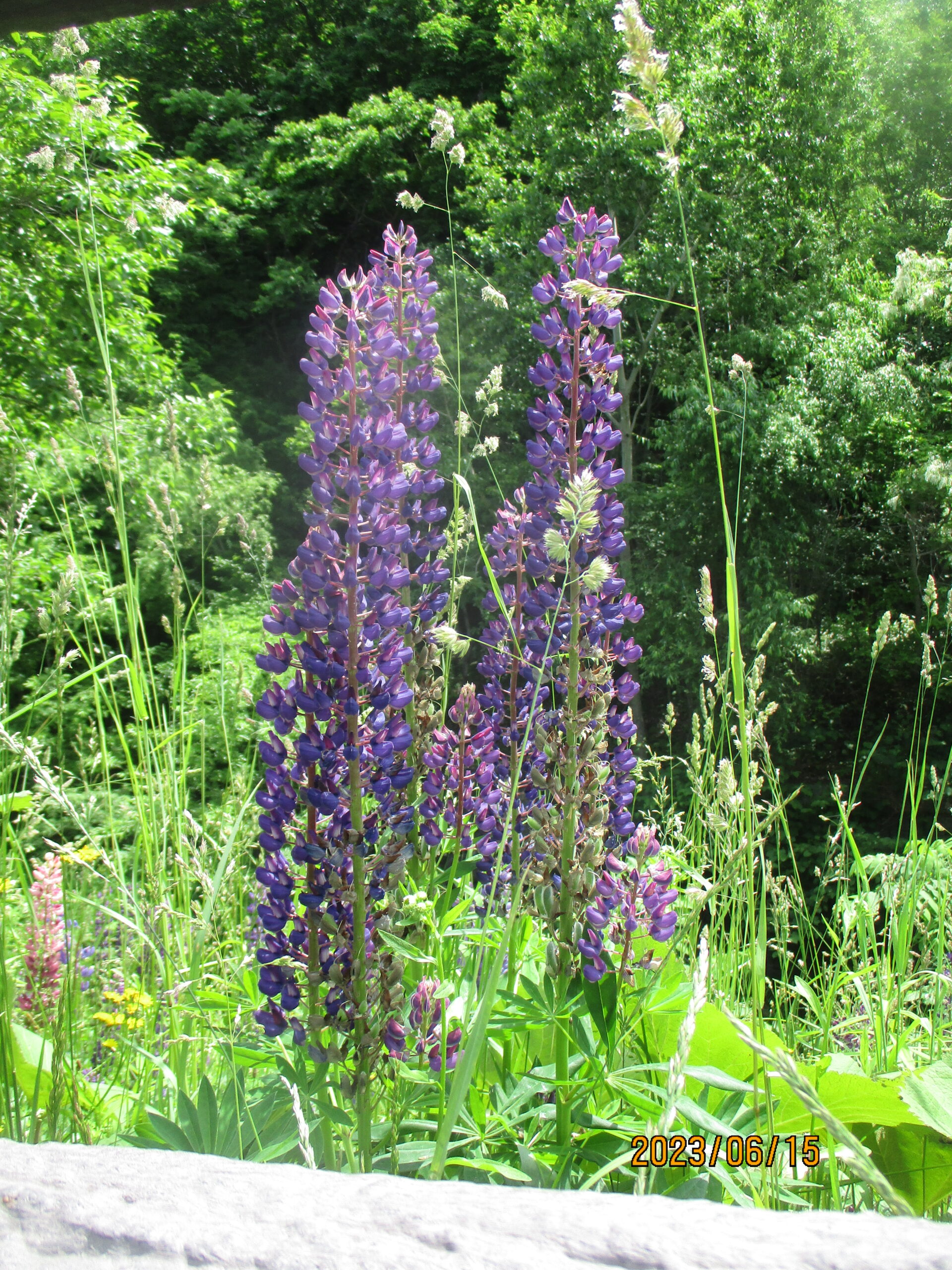 藤野園　川見てきたよ♪