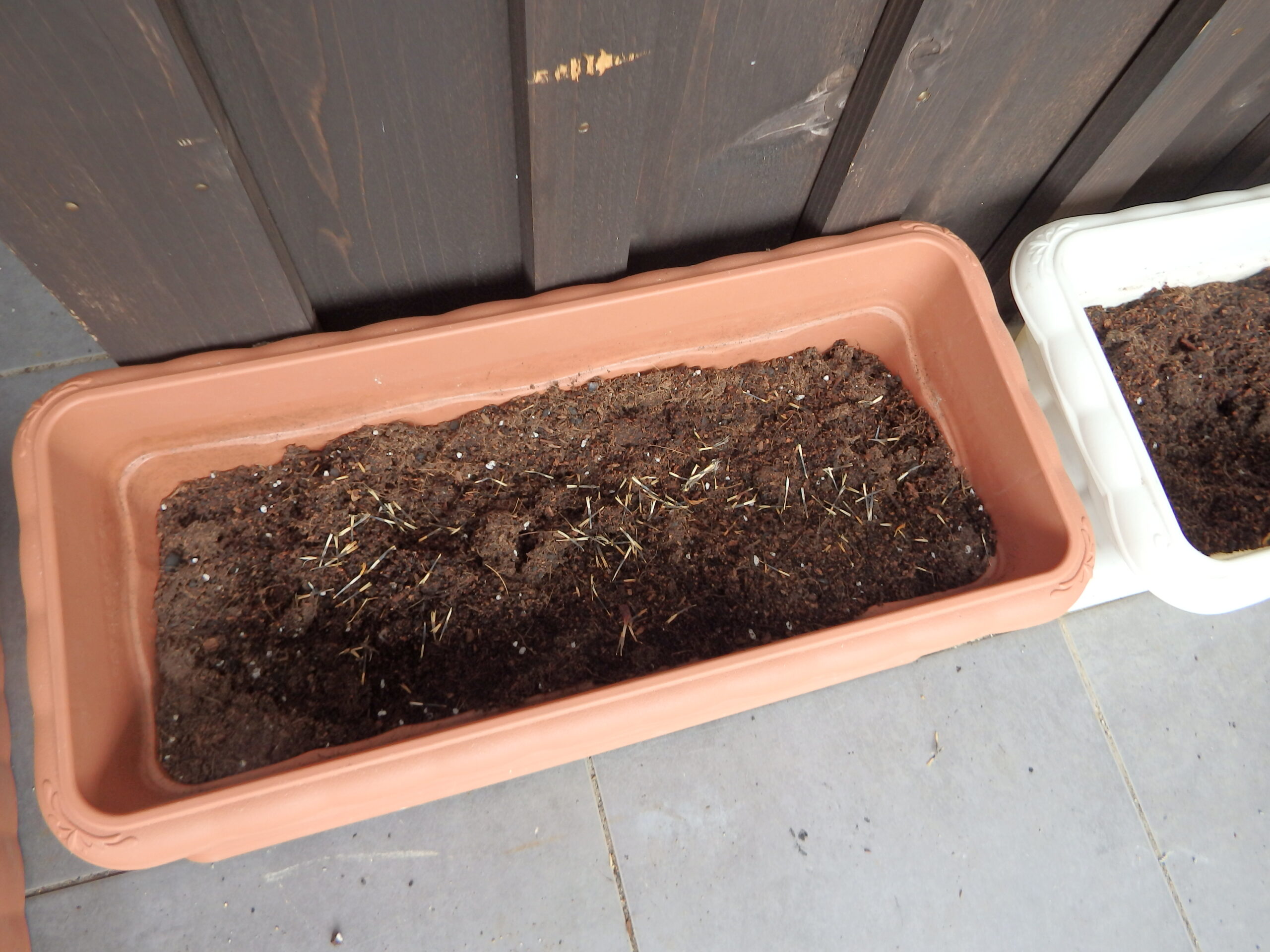 宮の森　お花の種を植えてみたよ🌸