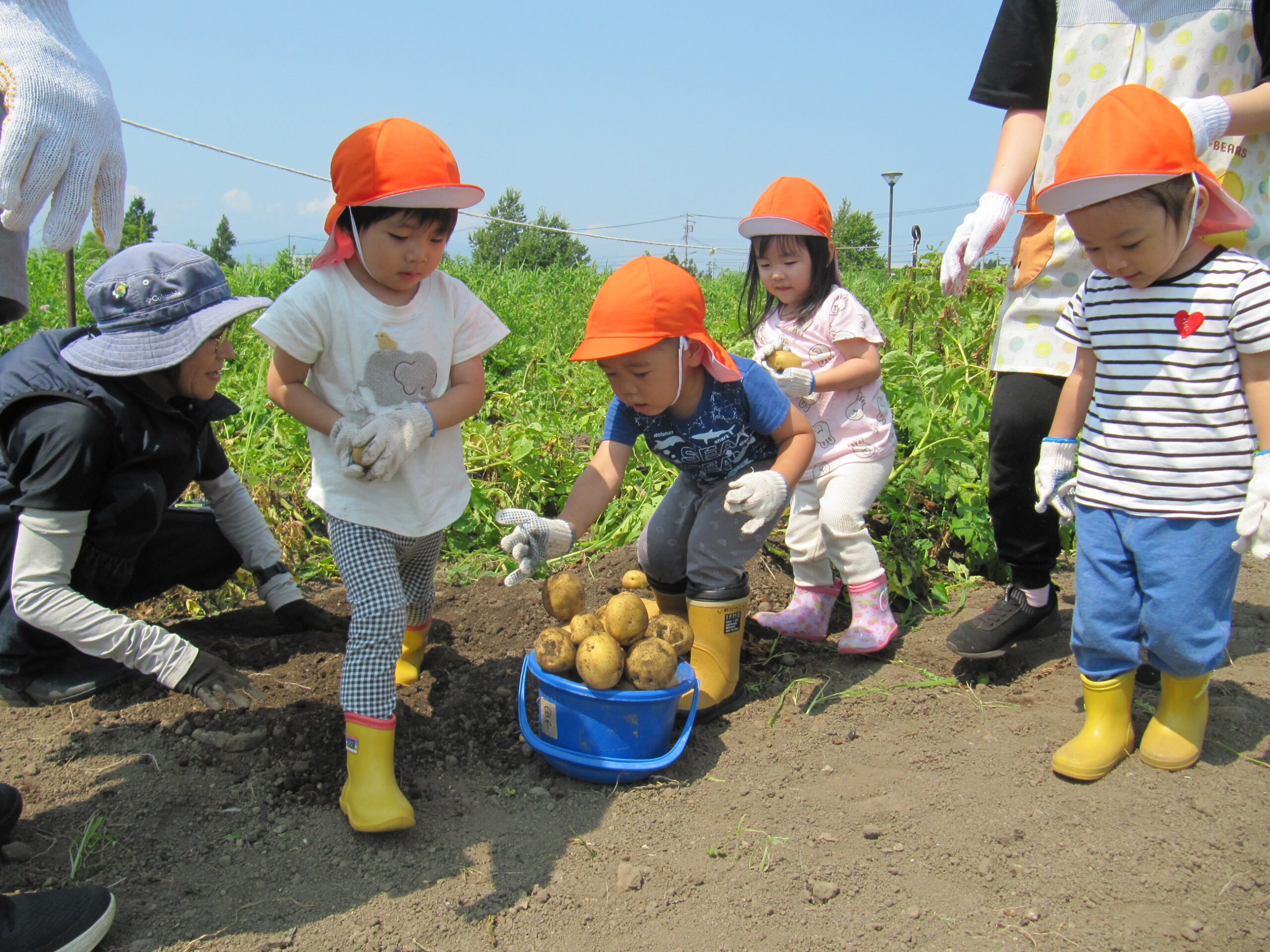 屯田園　さとらんど 😊子ども学習農園　ジャガイモ収穫体験 2歳児クラス①