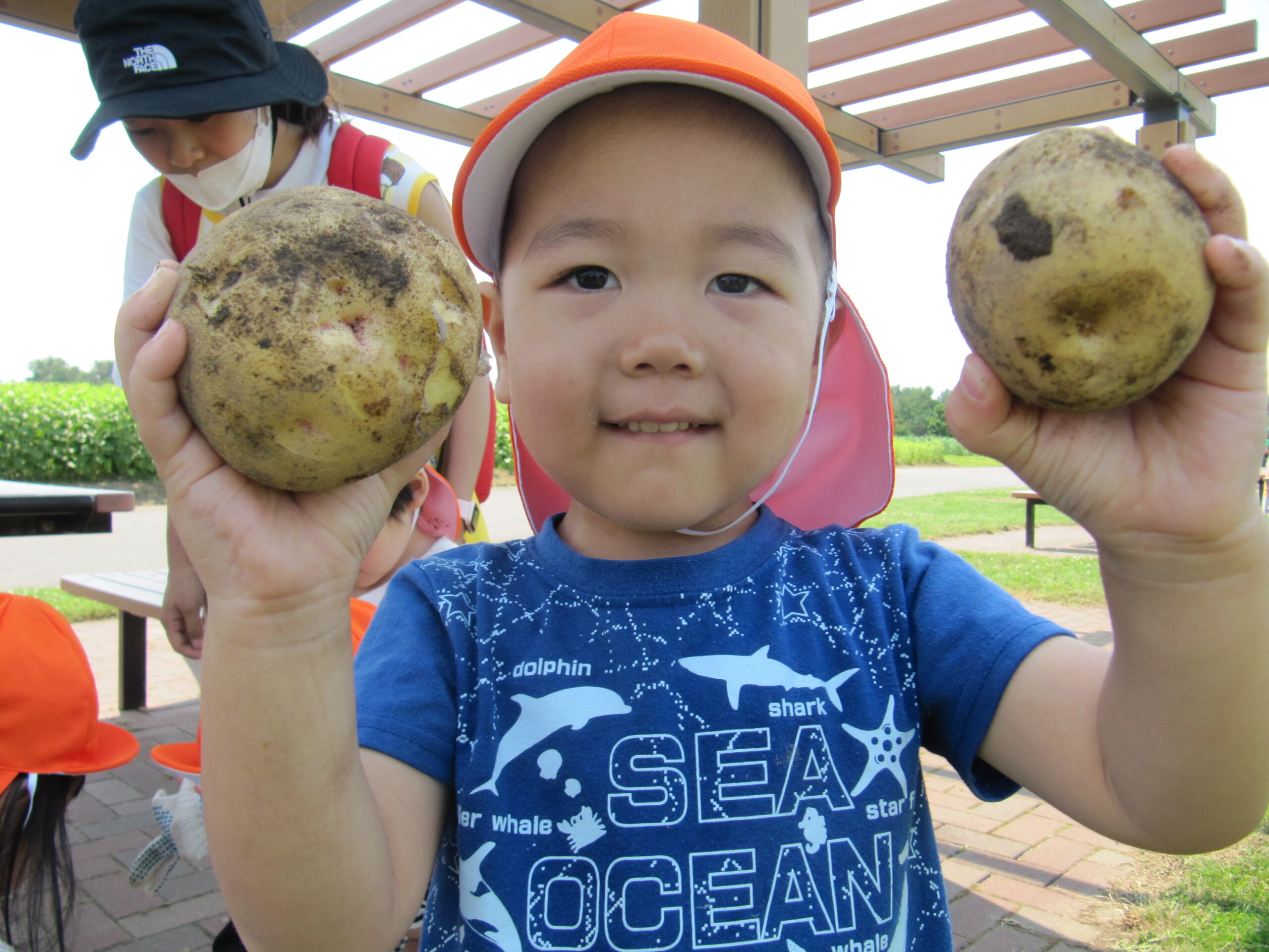 屯田園　さとらんど😊子ども学習 ジャガイモ収穫体験 2歳児クラス④