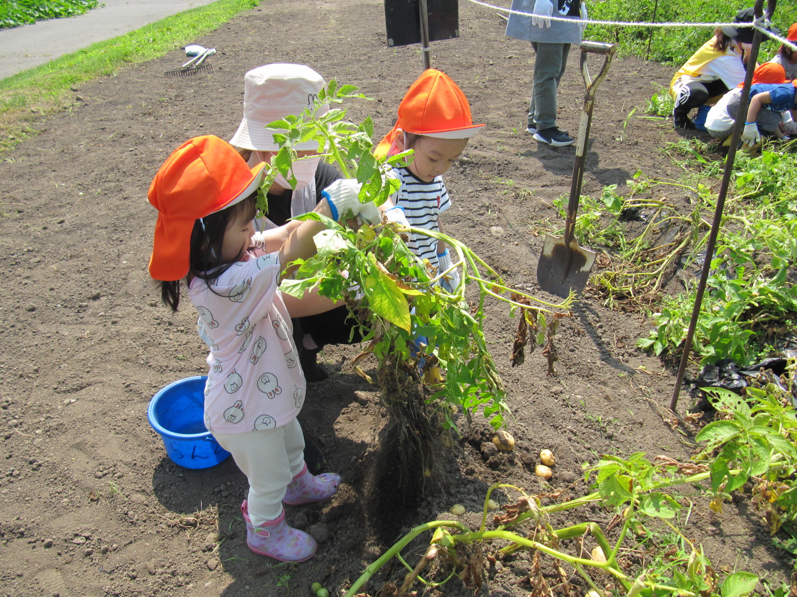 屯田園　さとらんど😊子ども学習農園 ジャガイモ収穫体験2歳児クラス③