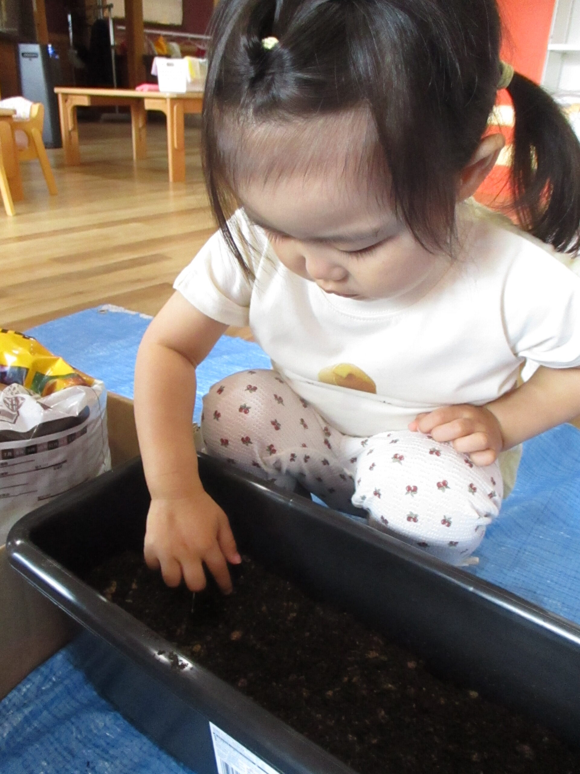 白石園　🌻くるみ組　お花を植えたよ　Part２🌻