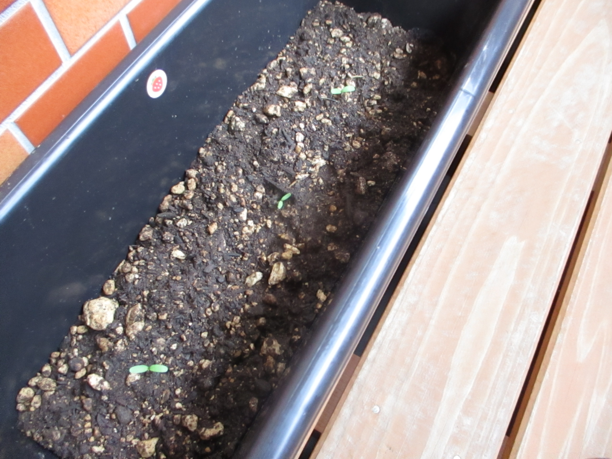 白石園　🌱　芽が出たよ！　🌱