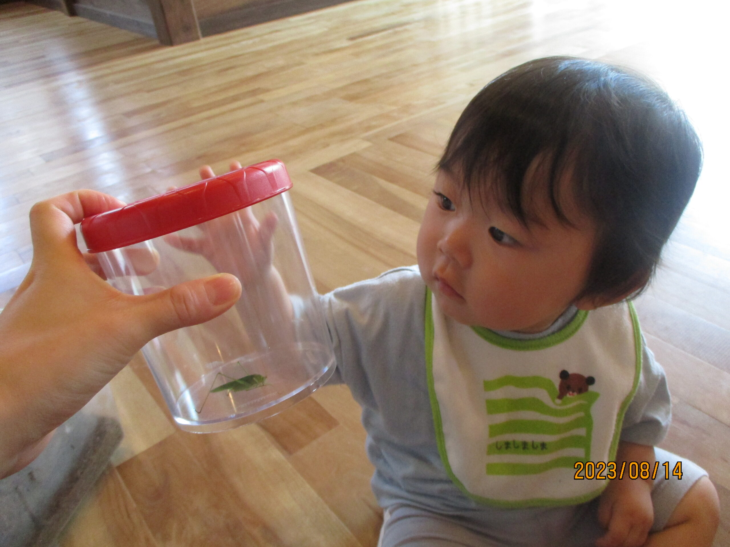 藤野園　どんぐり組　虫さん観察、じっくりできたよ♪