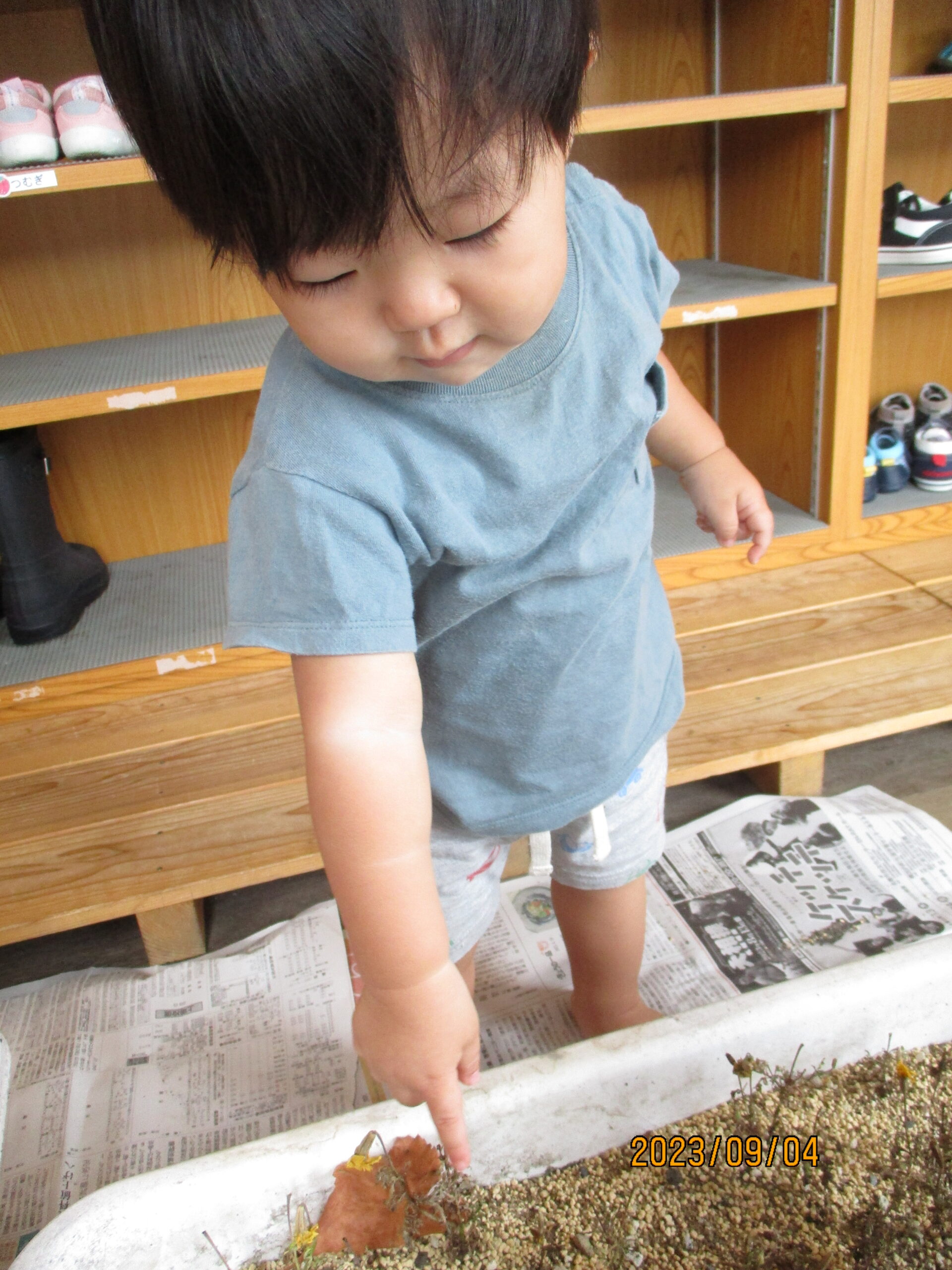 藤野園　どんぐり組　マリーゴールドの種を観察しましたよ！