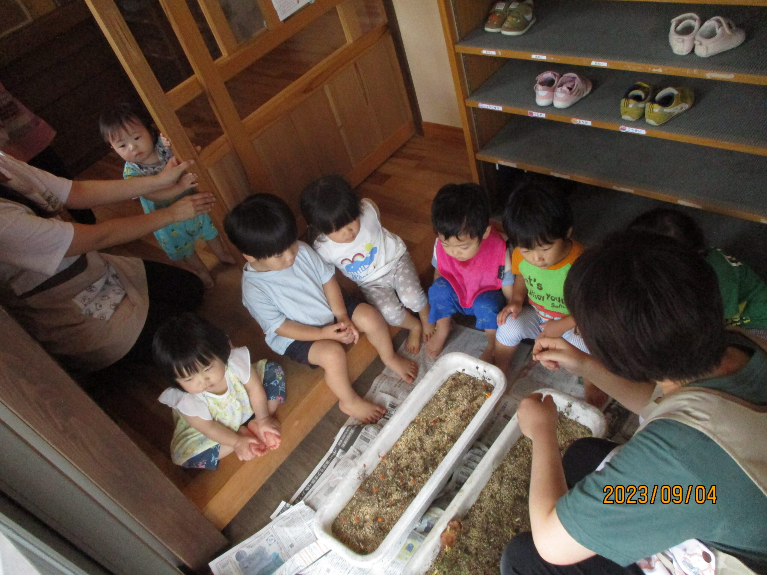 藤野園　マリーゴールドの種収穫したよ。