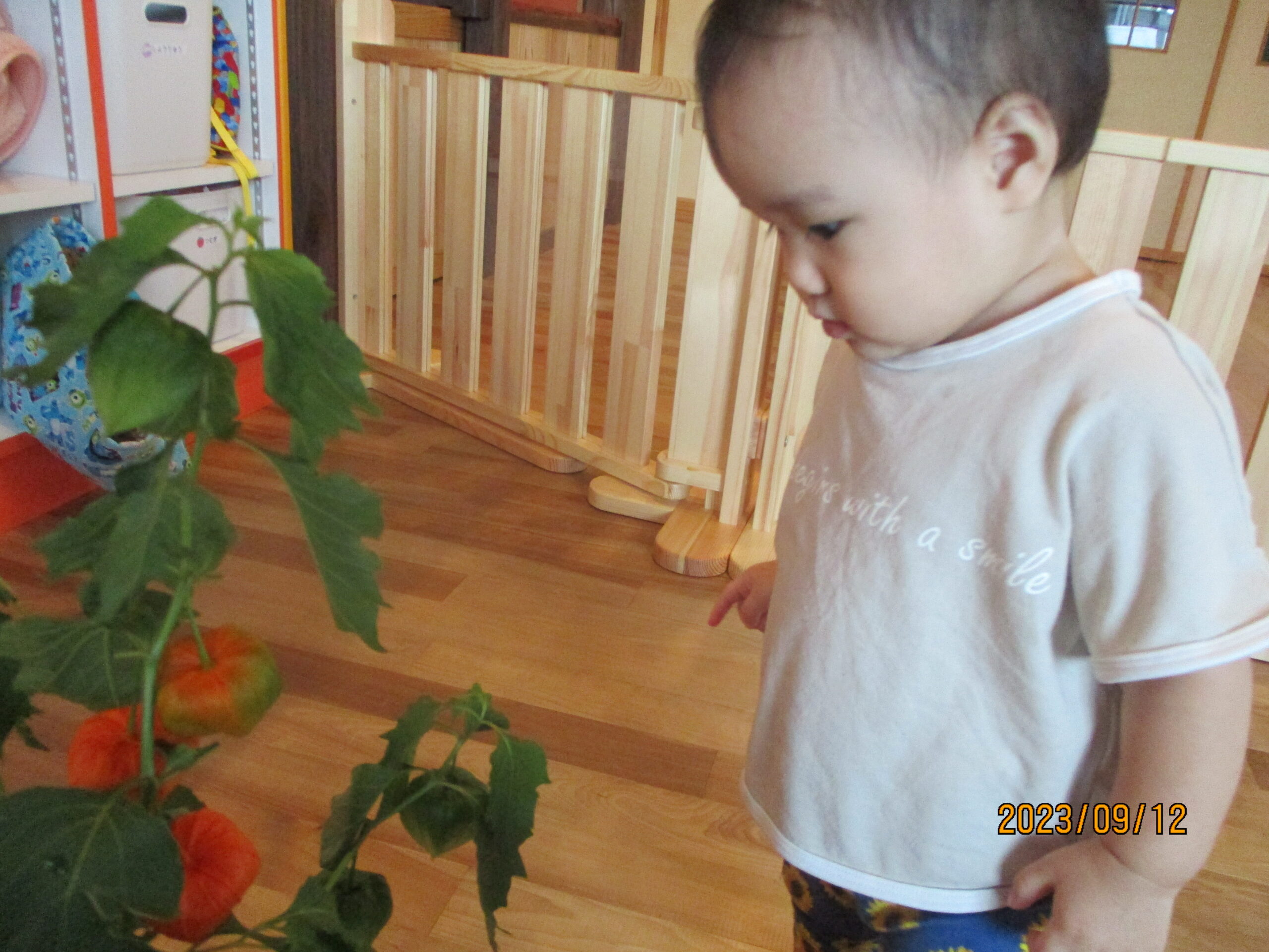 藤野園　どんぐり組　ほおずきに触れてみたよ♪