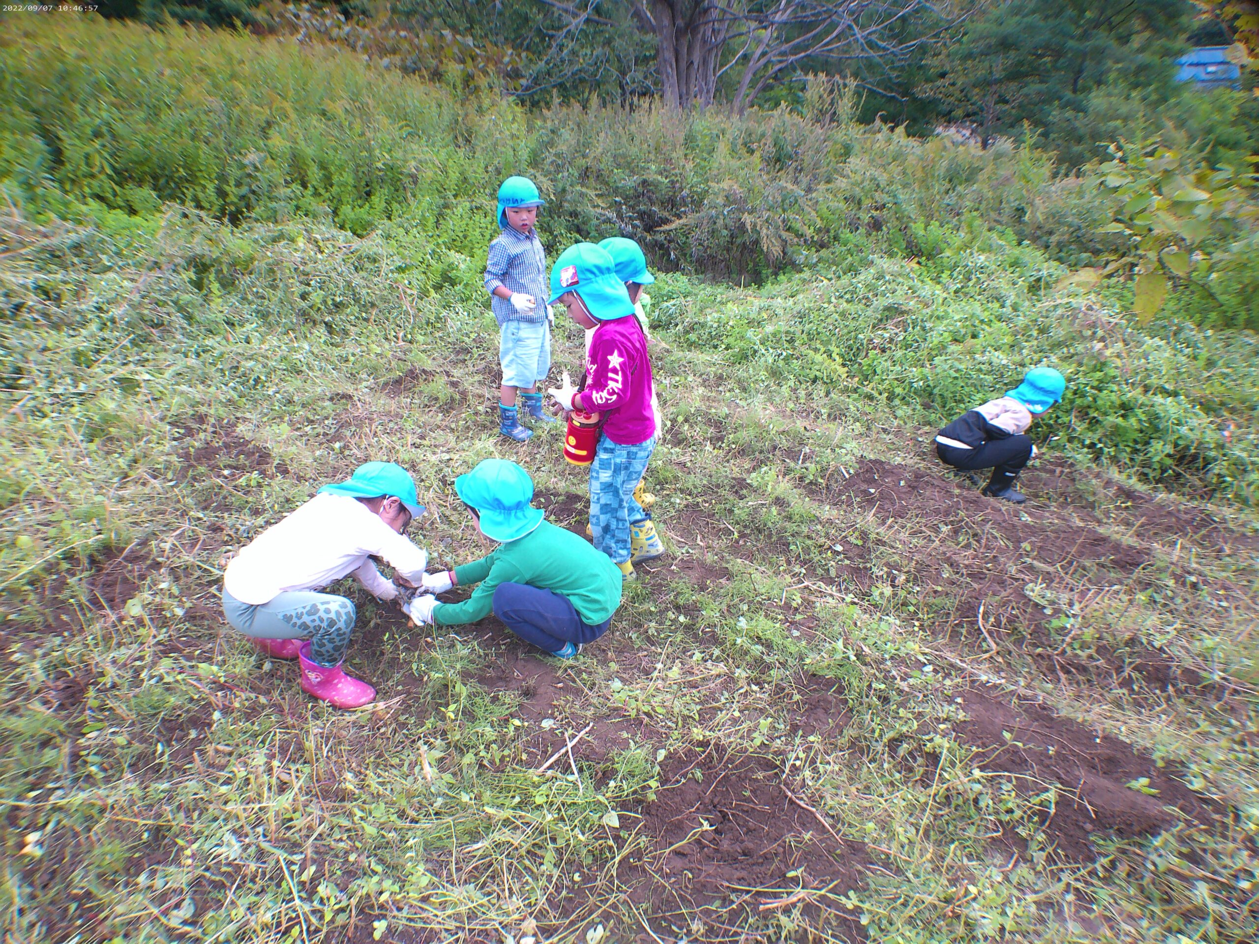 宮の森　芋掘り🥔＆カレーライス🍛💕