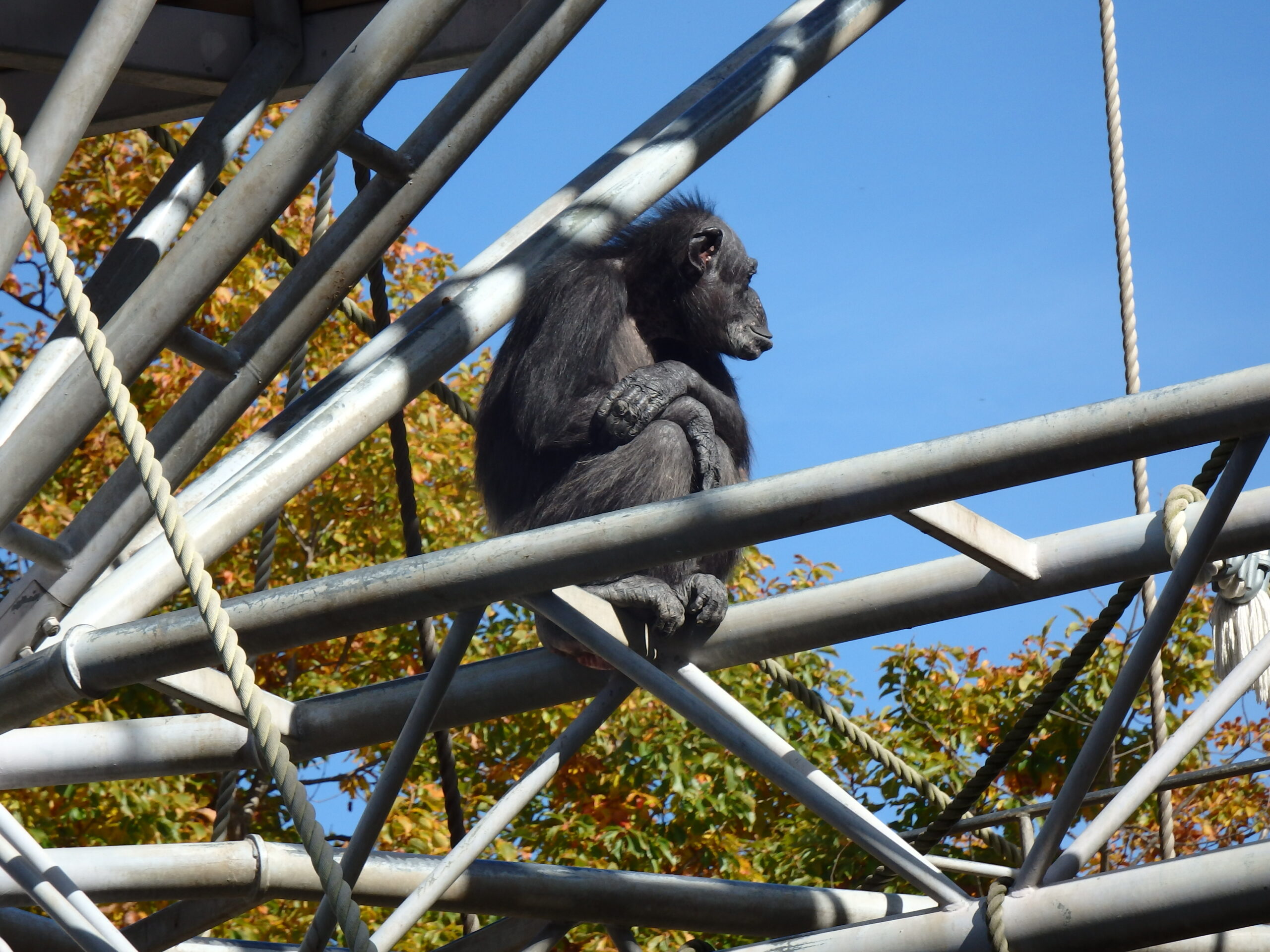 宮の森　円山動物園遠足🐒