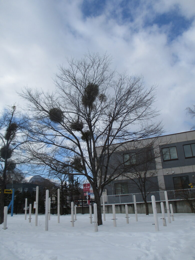 藤野園　くり組くるみ組　ヤドリギ見つけたよ
