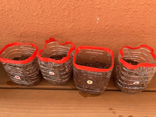 白石園　🌰くり組🌰種まきをしたよ