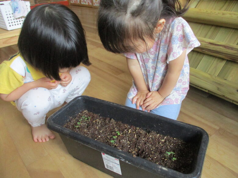 白石園　芽が出たよ🌱