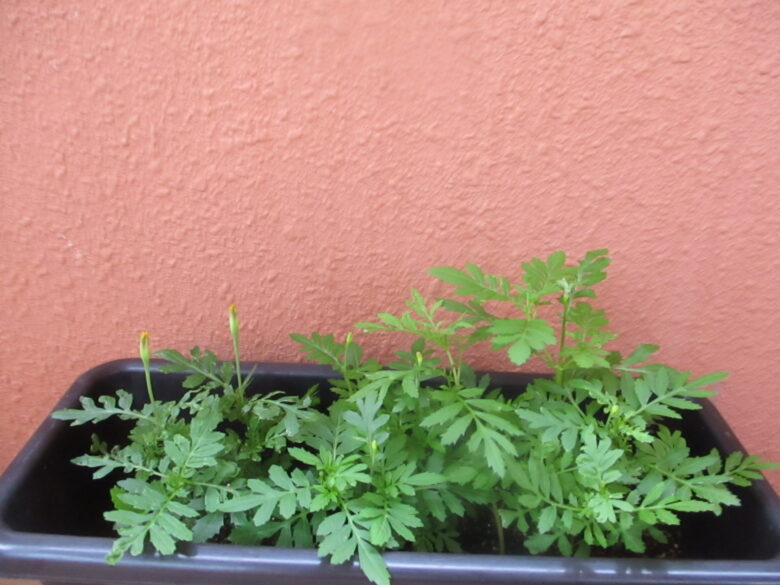 白石園　どんぐり組　マリーゴールドに蕾が出来ました🌱✨