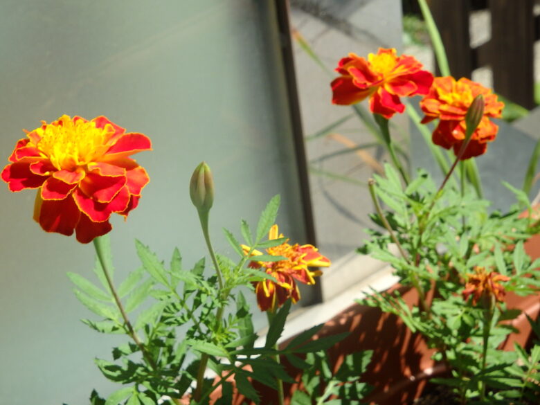 宮の森　マリーゴールドとくるみ拾い