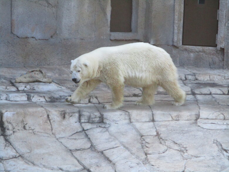 白石園くるみ組　円山動物園遠足🐾