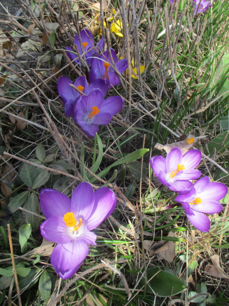 藤野園　くるみ組　お花見つけたよ♪