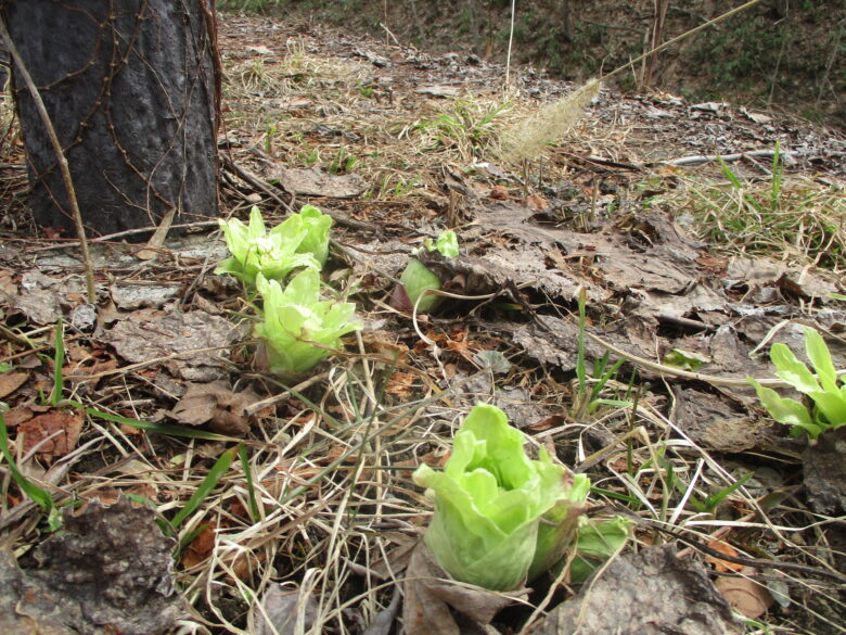藤野園くり組＆くるみ組　　春を見つけたよ♪