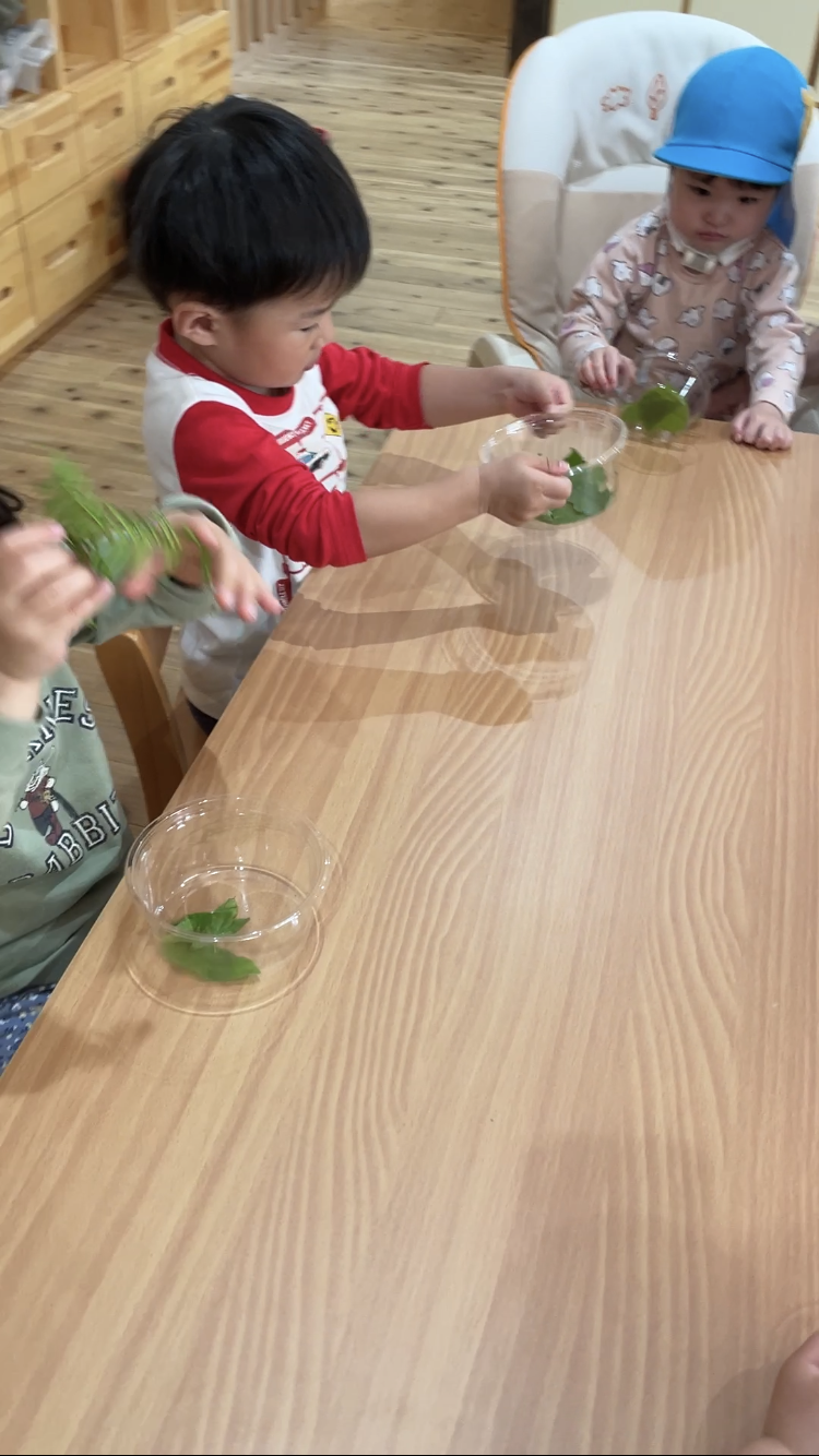 宮の森保育園もも組　5月の木育活動🌳