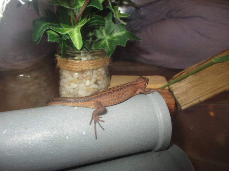 藤野園　カナヘビがやって来た( ﾟДﾟ)