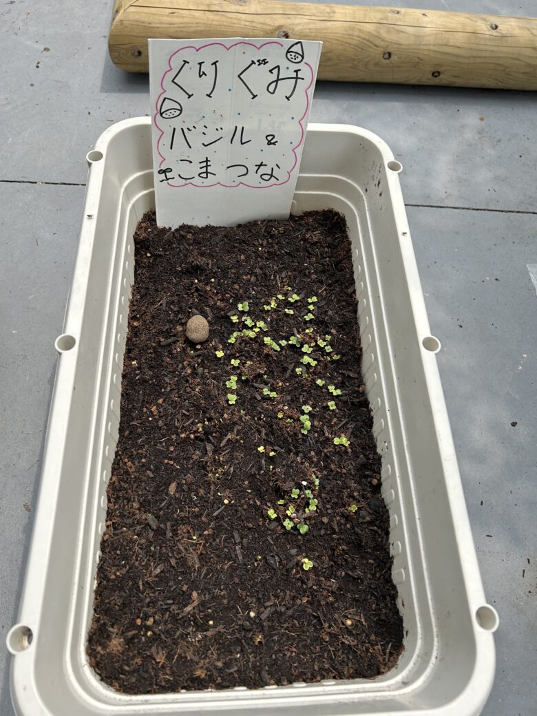 宮の森保育園　🌱くり組　木育活動🌱