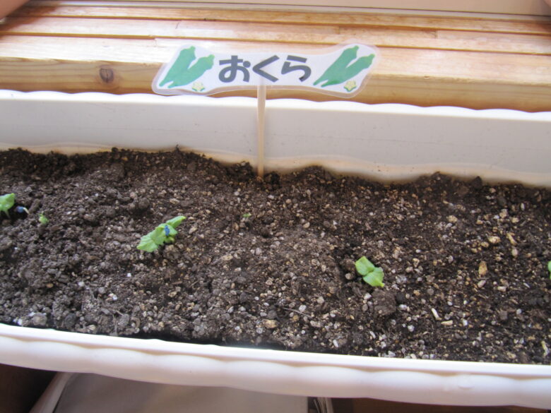 屯田園 🌱2歳児 くるみ菜園情報!🌱